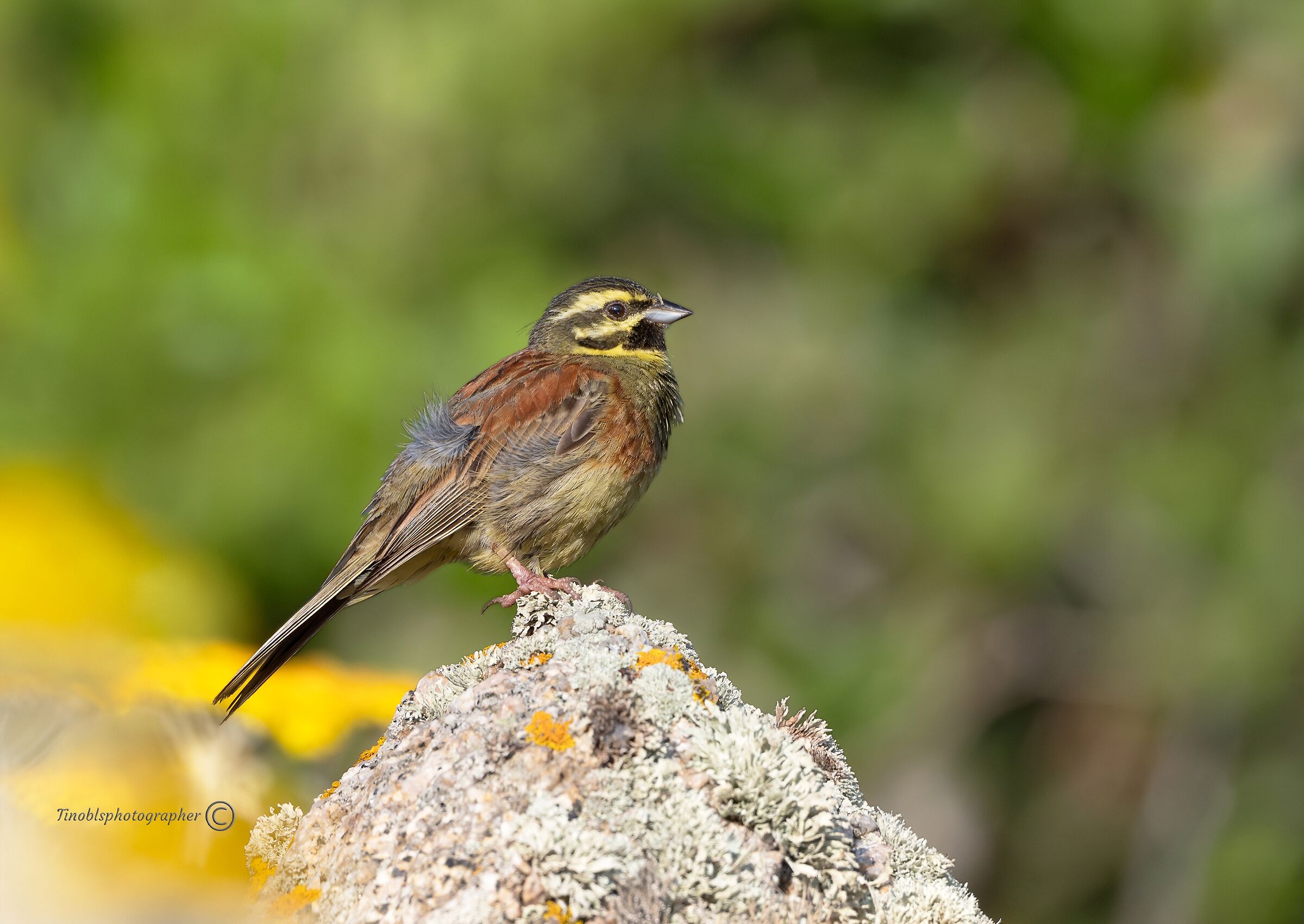 Zigolo nero (Emberiza cirlus)