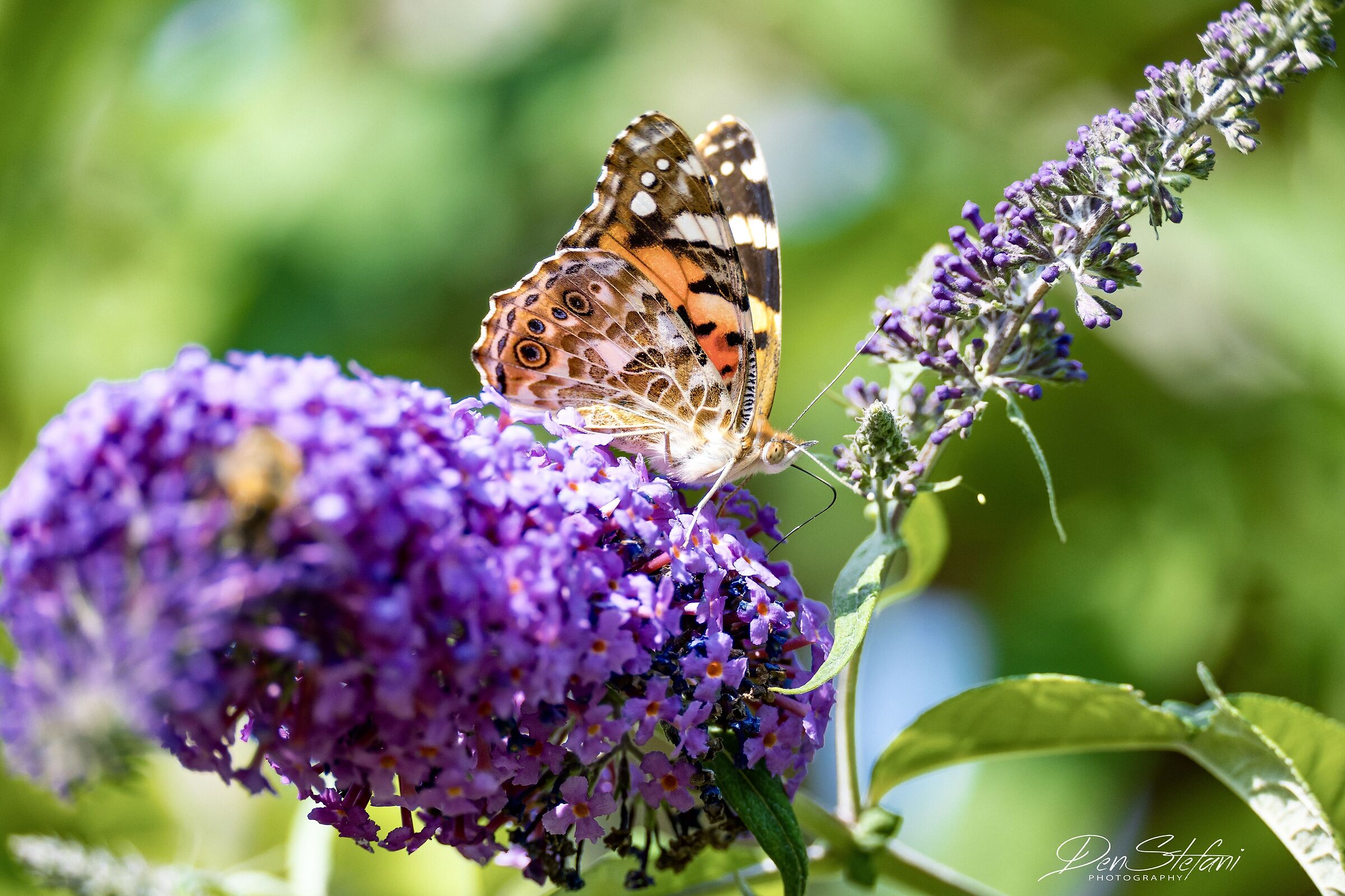 Farfalla "Vanessa cardui" su fiore di Buddleja