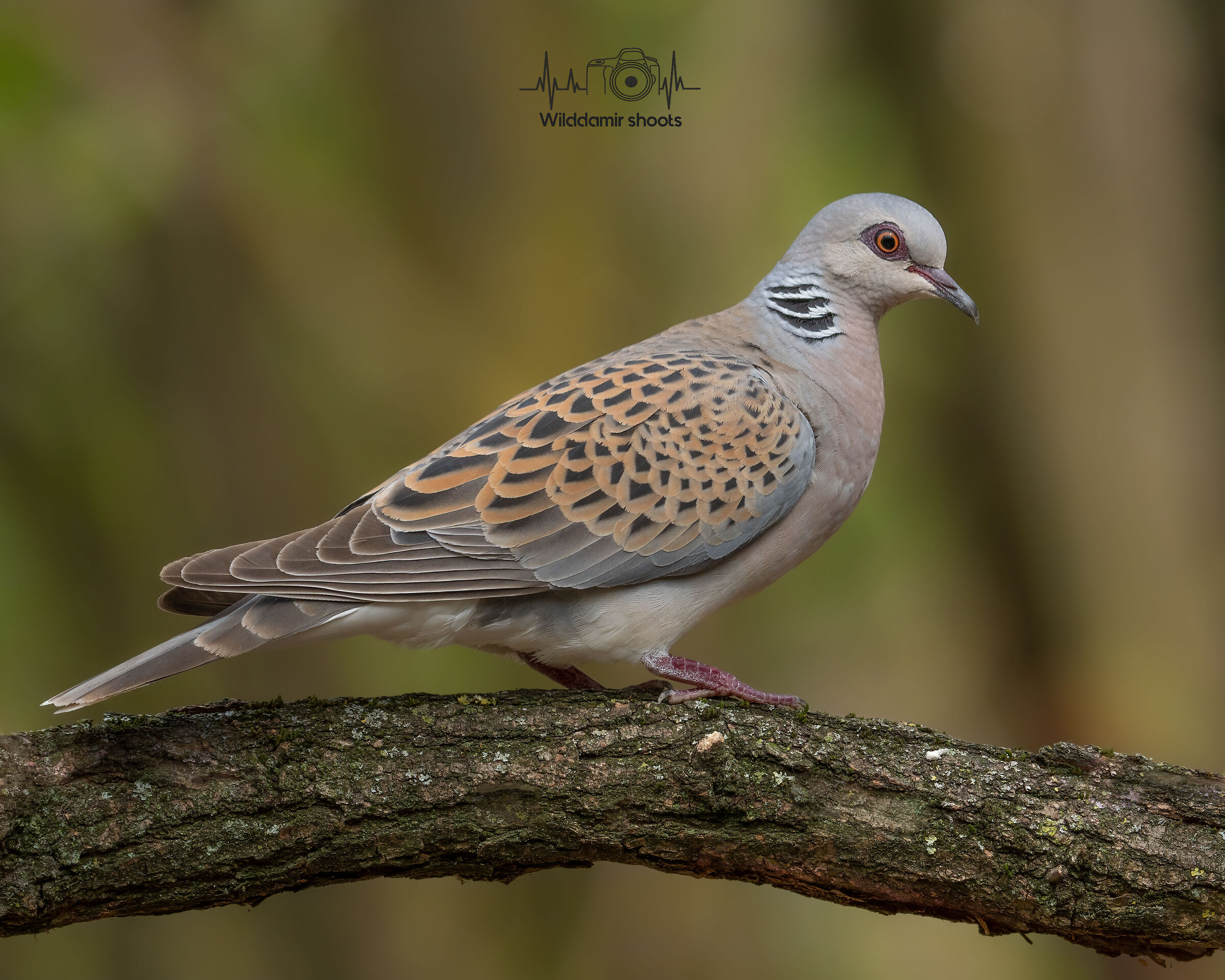Turtledove