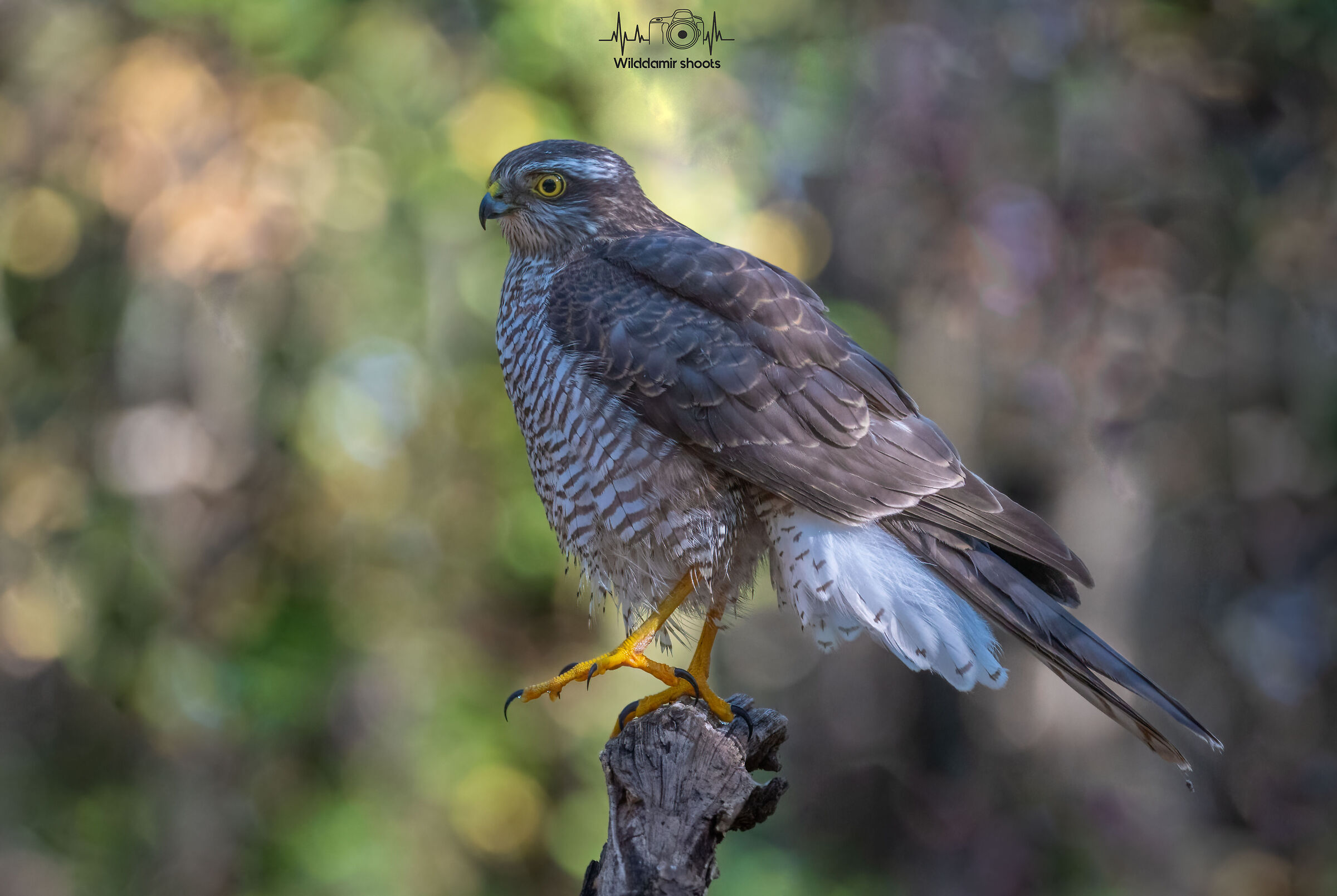 Sparrowhawk