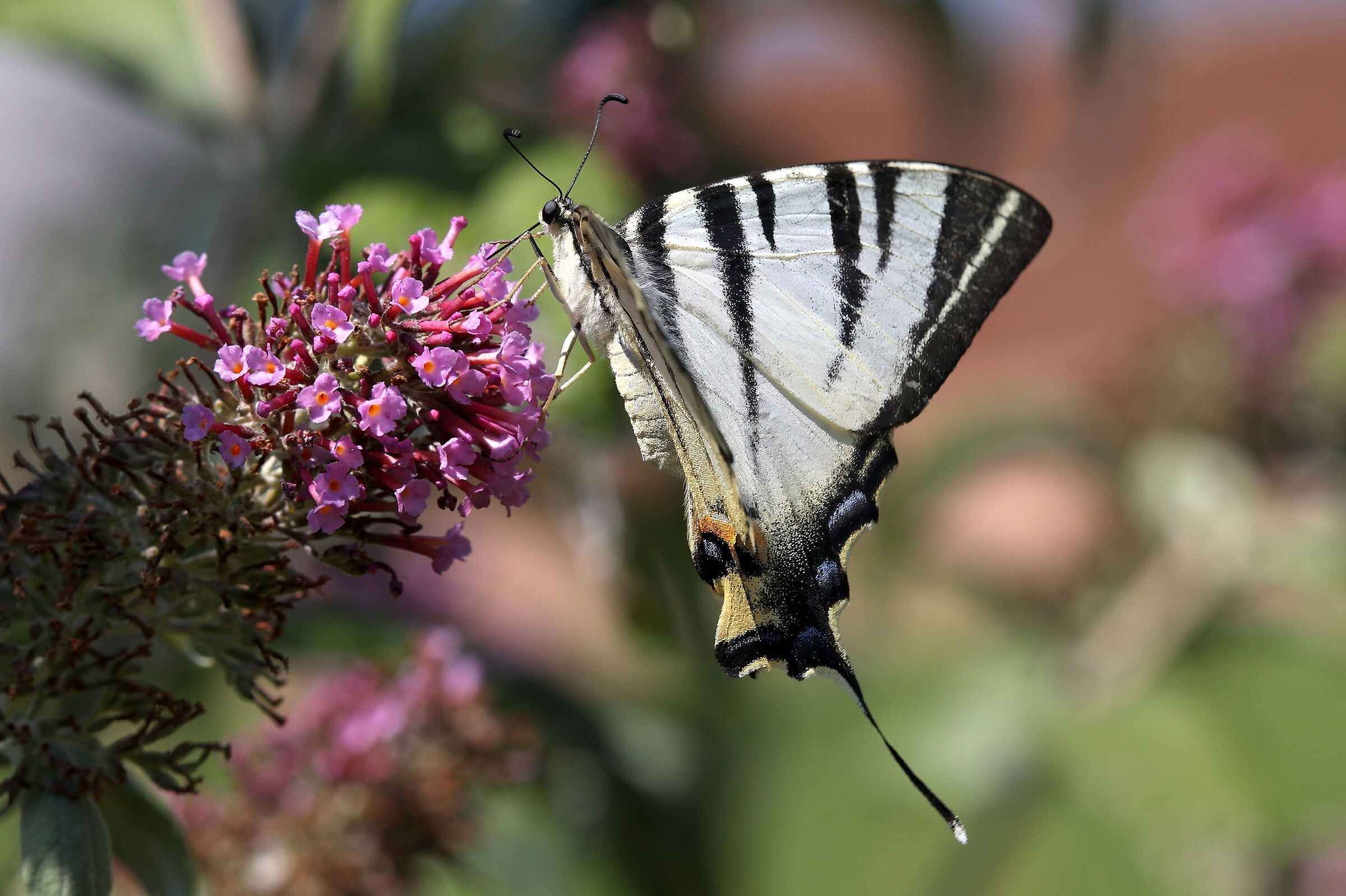 Podalirio su Buddleja