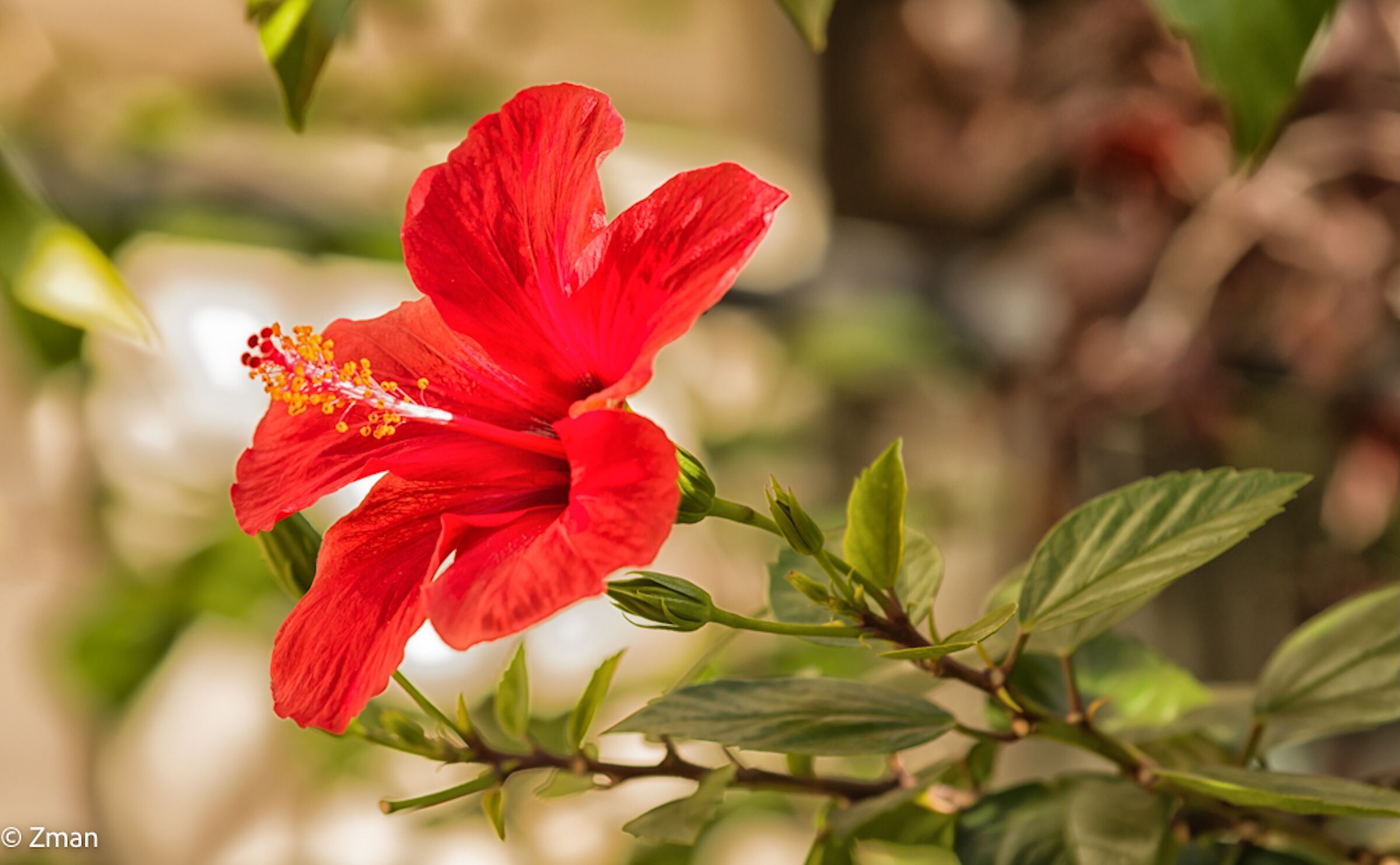 Ibisco Rosso