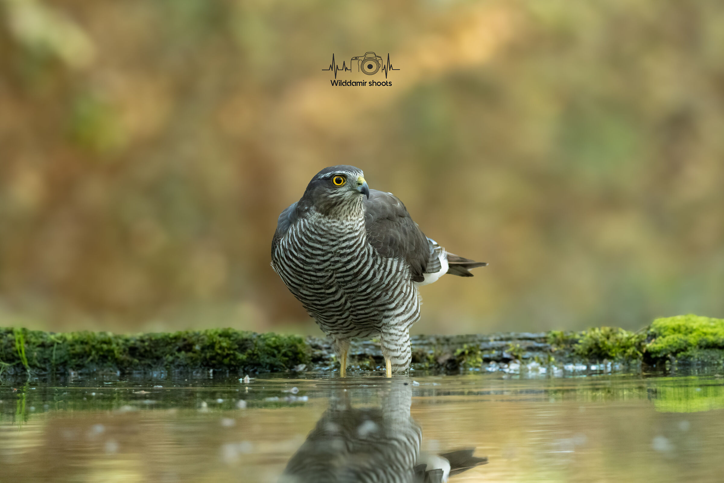 Sparrowhawk
