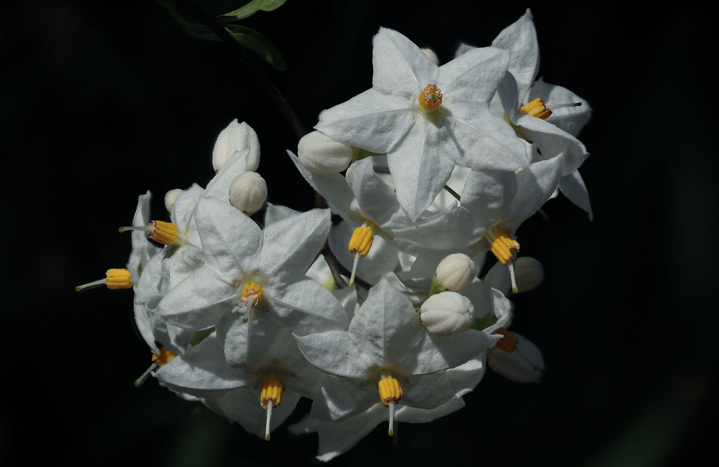 Solanum nel mio giardino