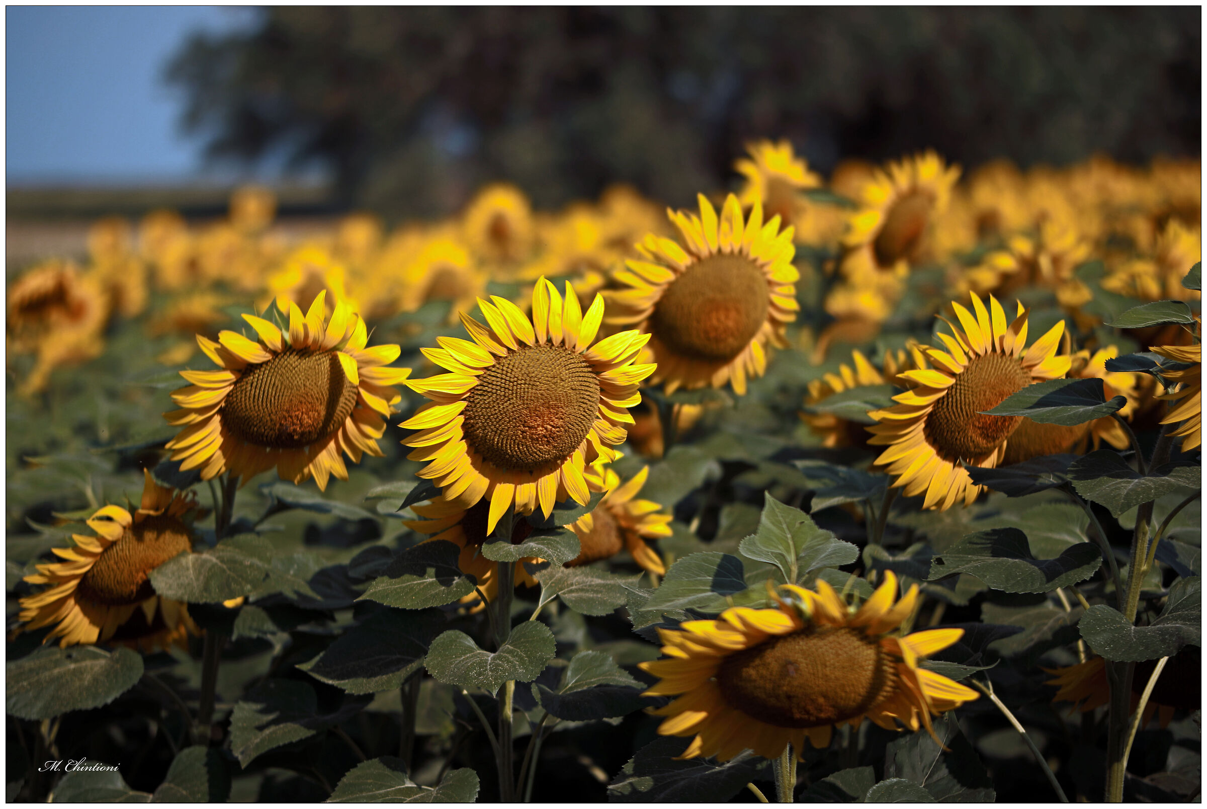 Massaciuccoli.... Sunflowers