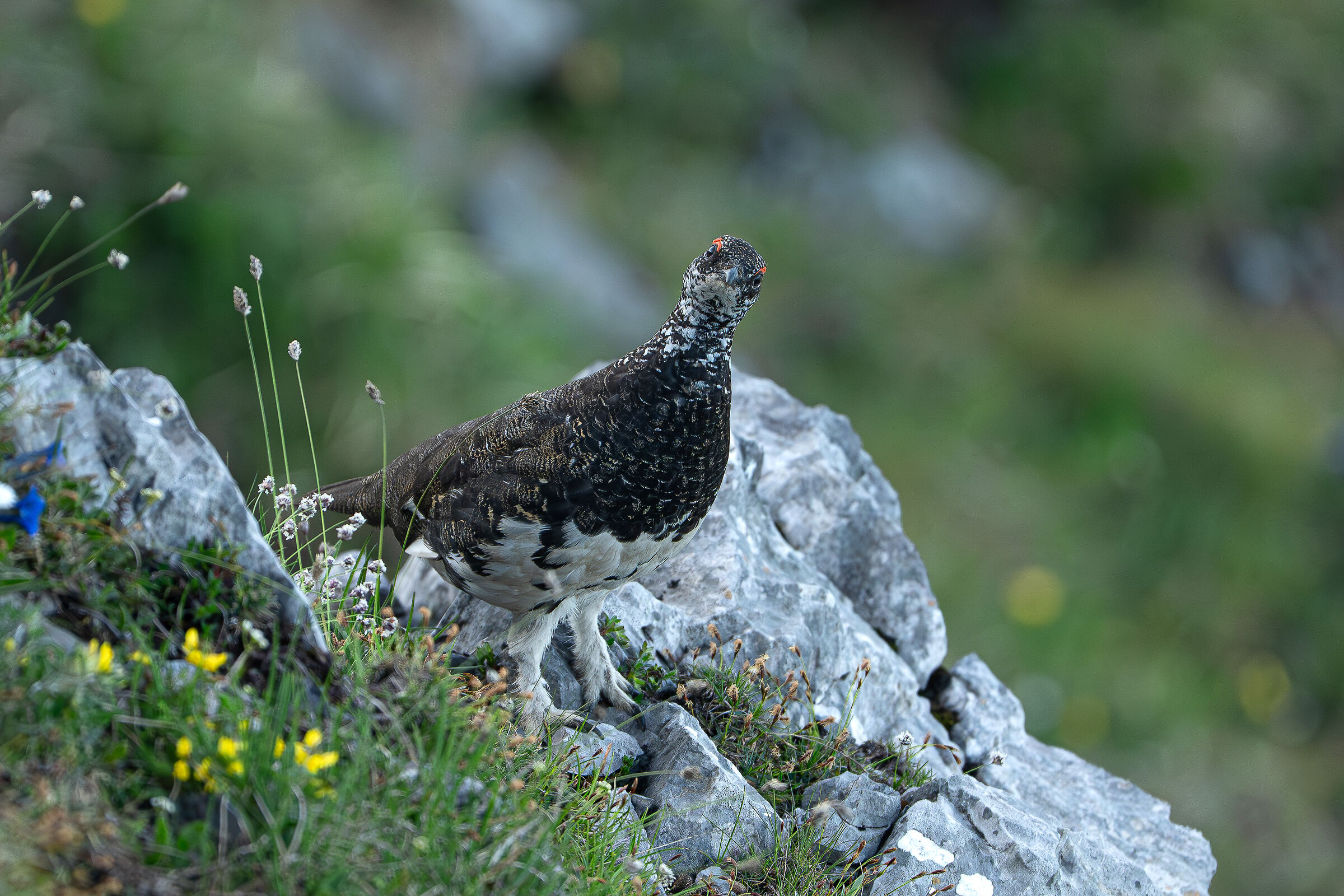 Ptarmigan