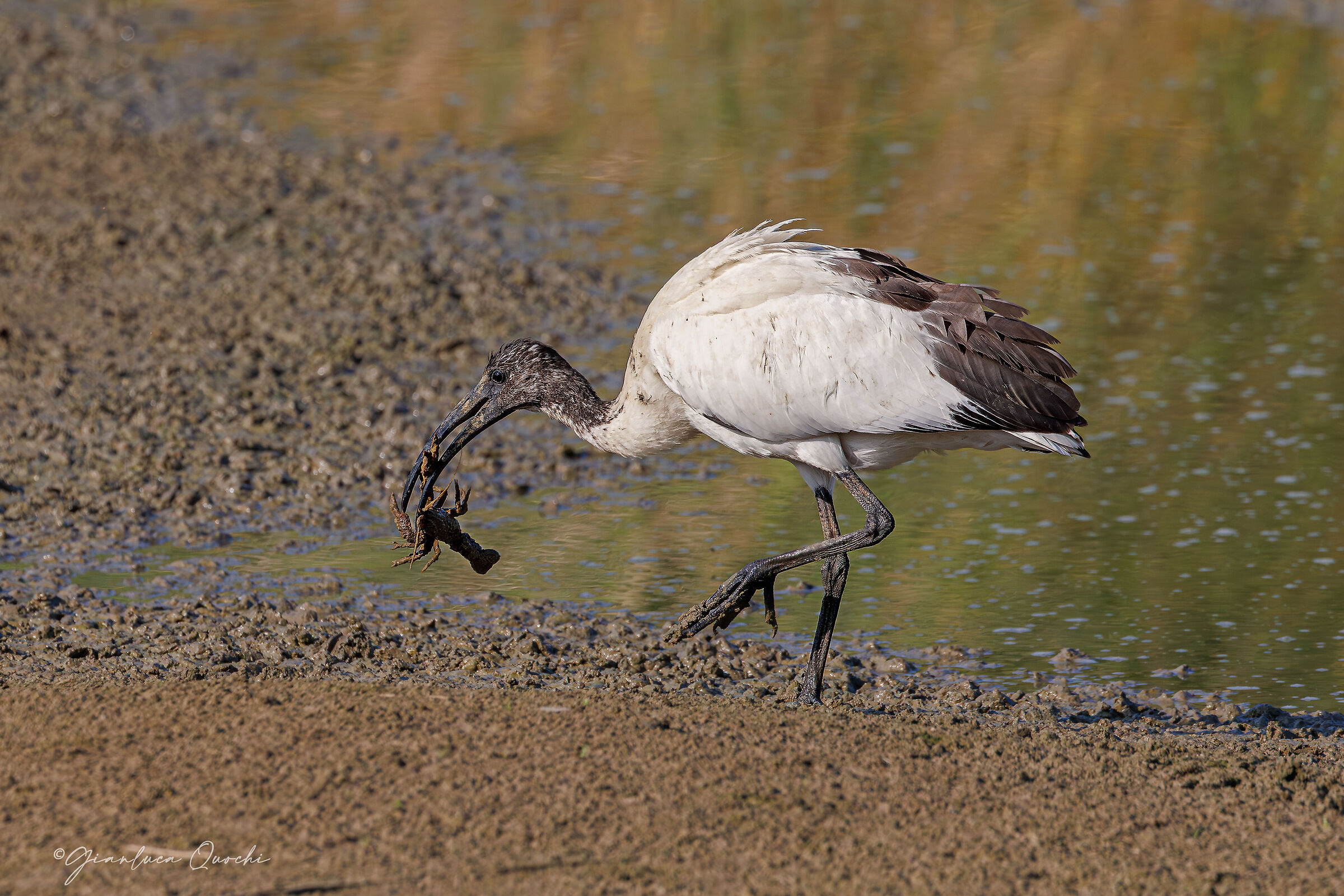 ibis in caccia