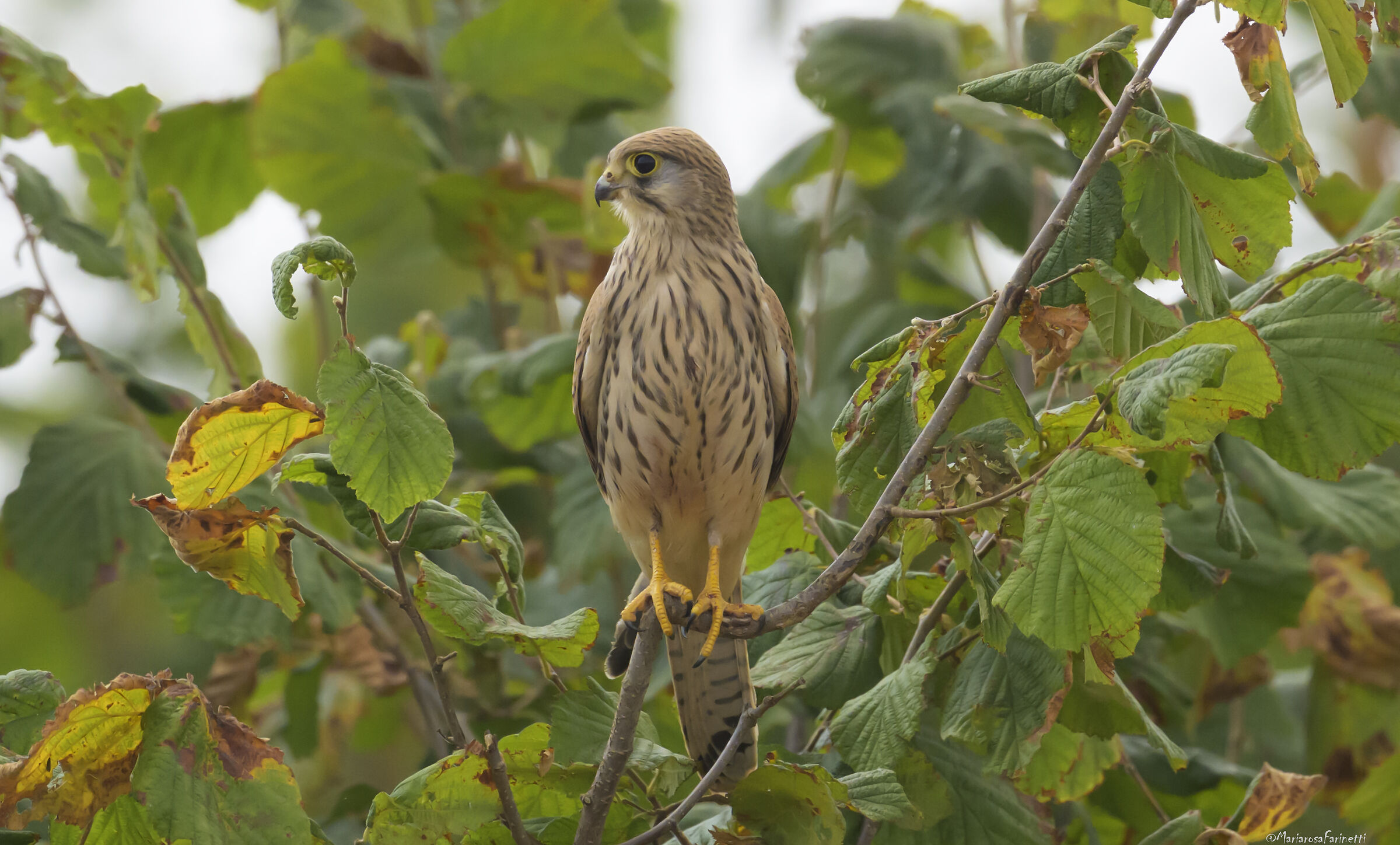 Gheppio ambientato (no Topaz)