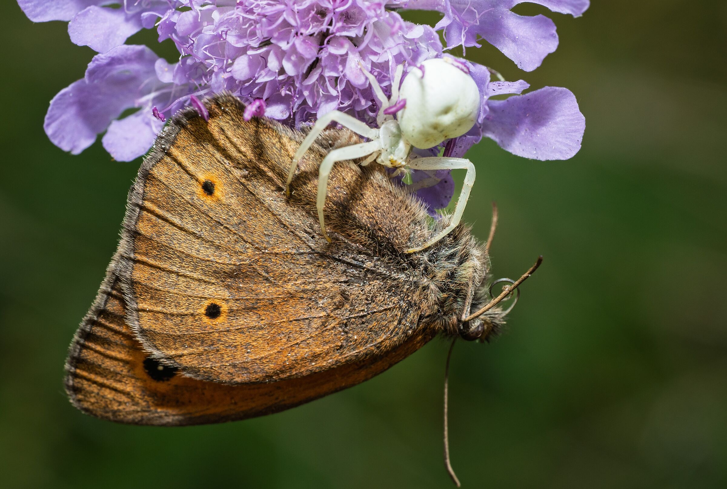 The spider and the (poor) butterfly