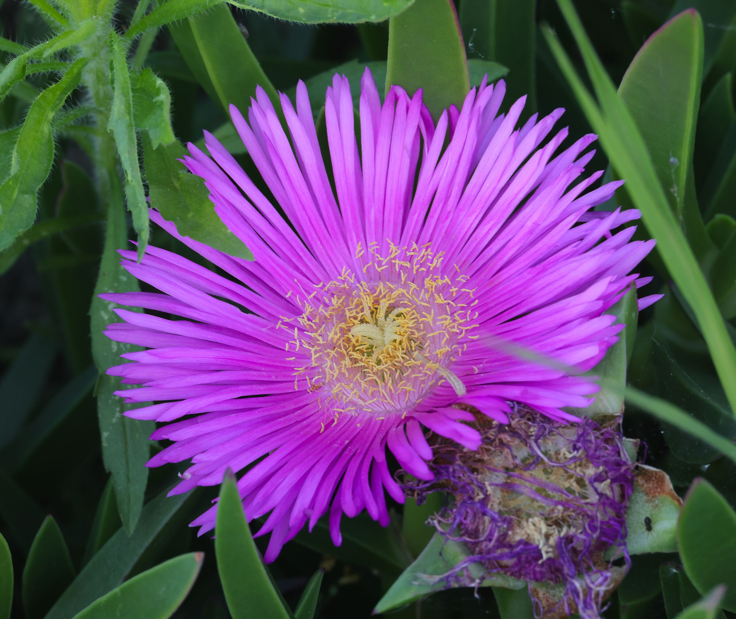 Un fiore nella sabbia