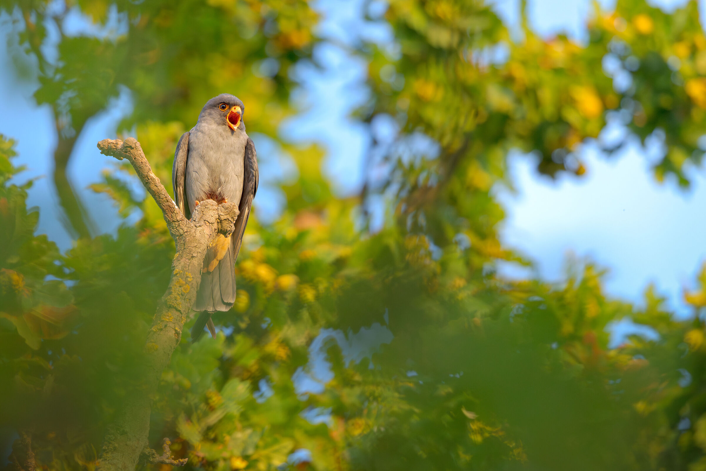 Falco cuculo