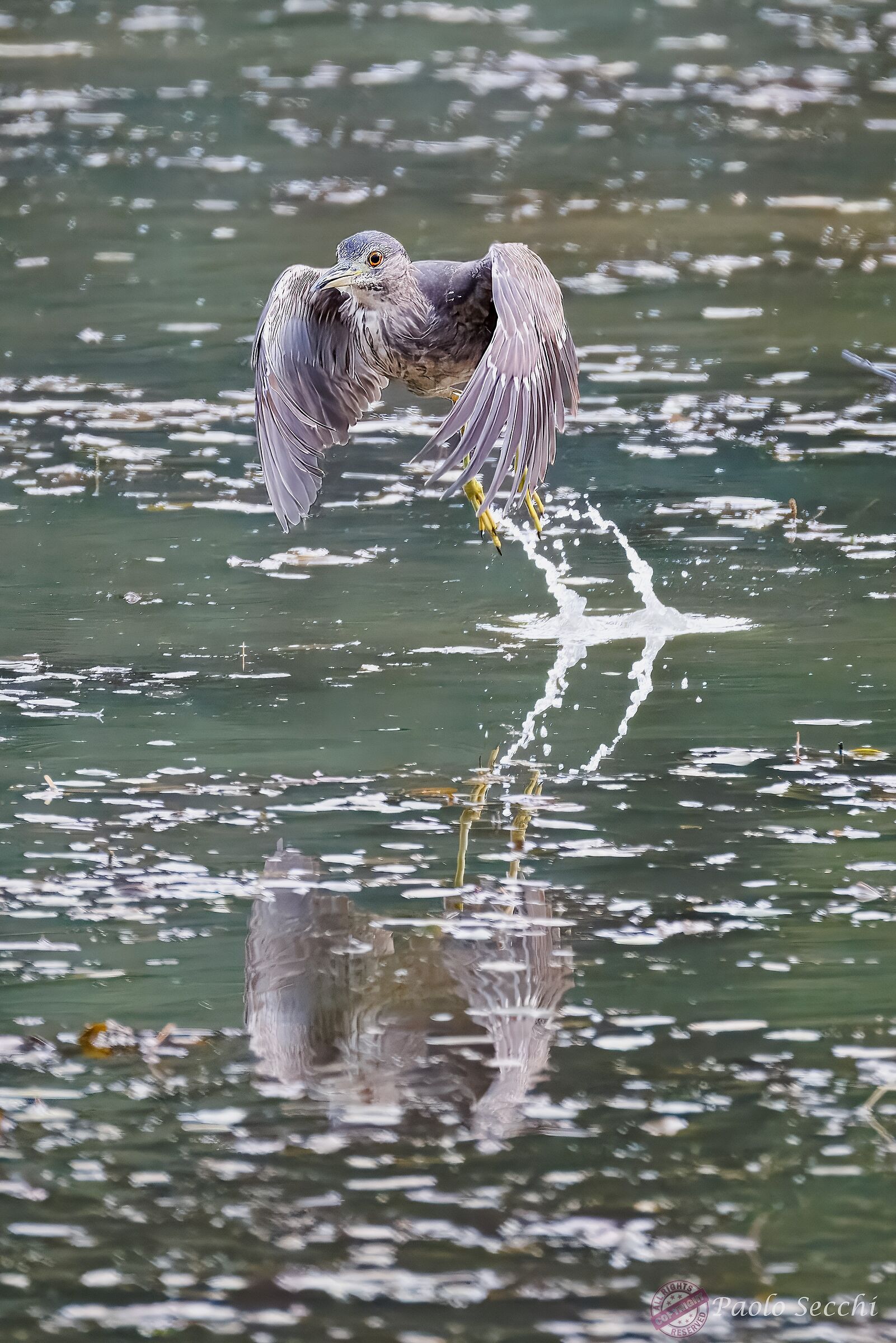 The detachment of the young night heron