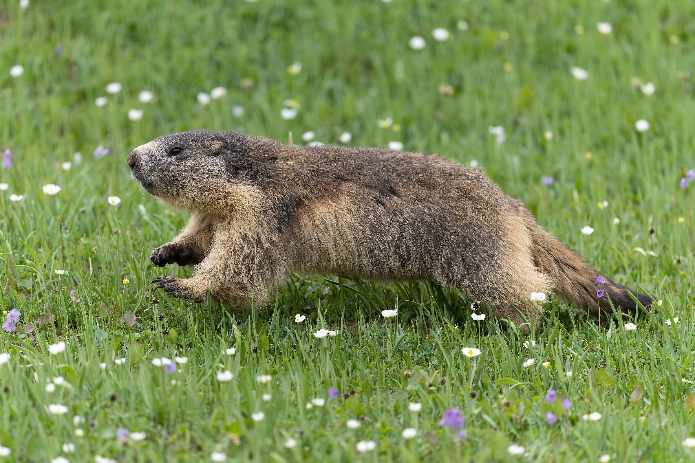 Marmot - Gran Paradiso National Park