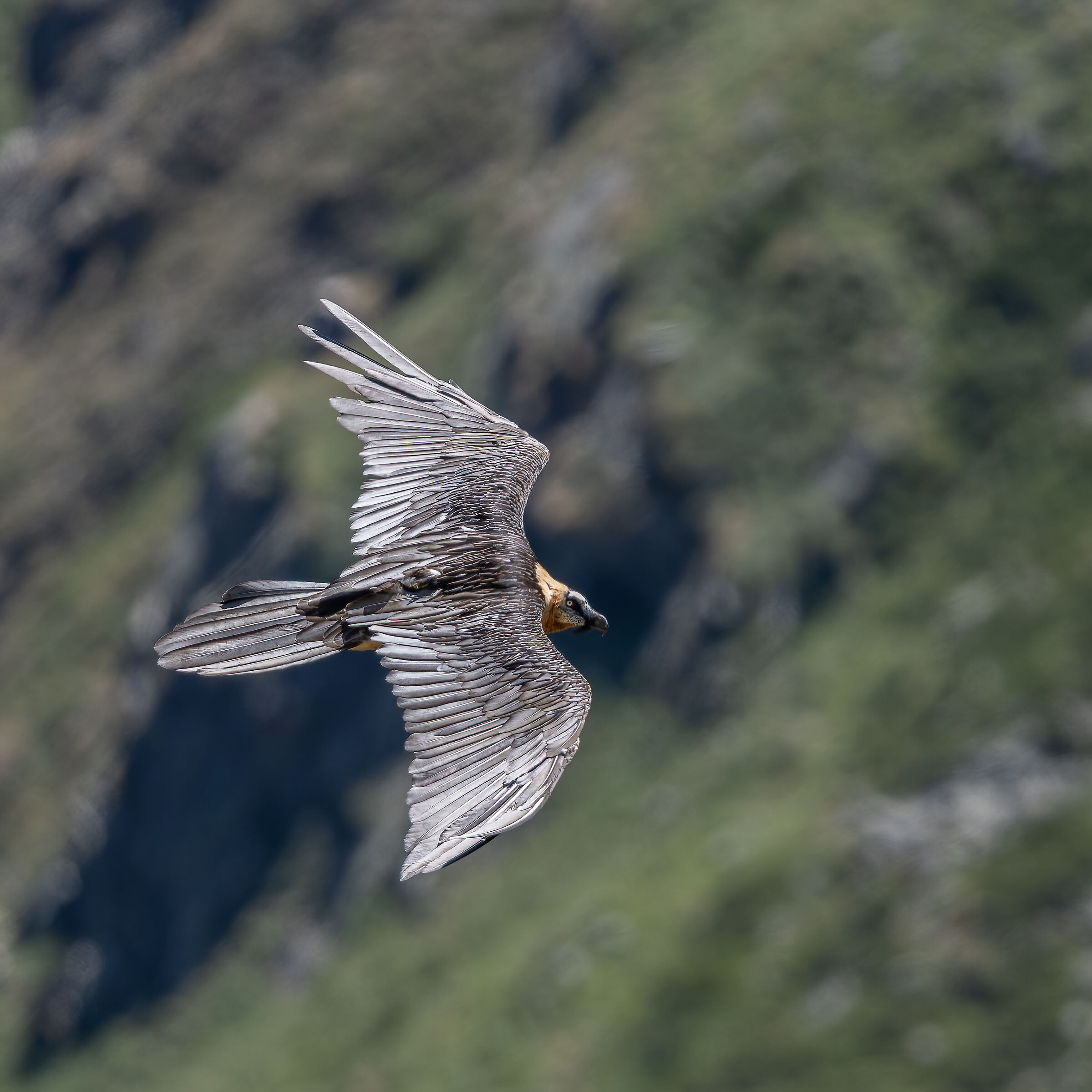 Gypaetus barbatus - Gran Paradiso National Park
