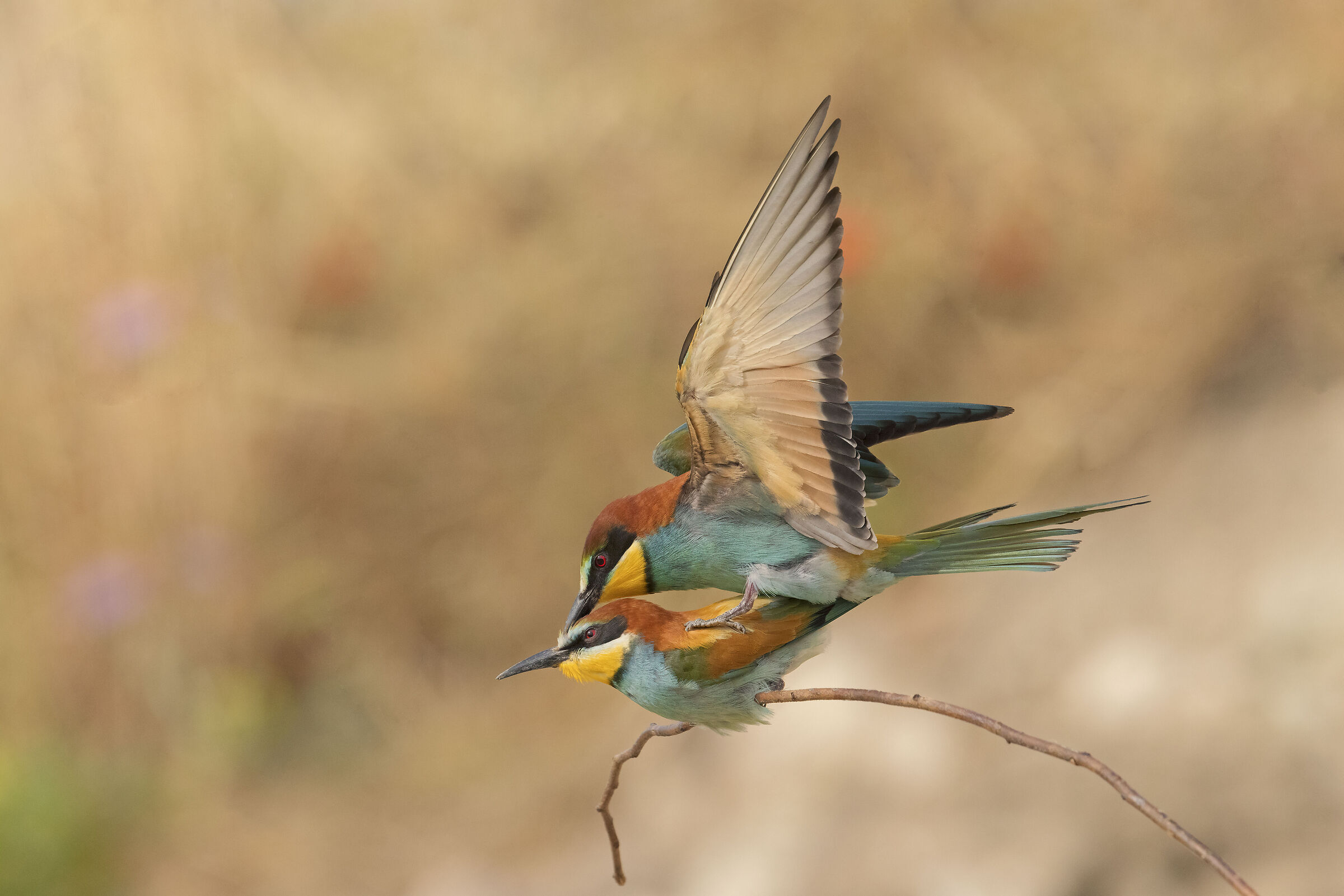 Pairing Bee-eaters