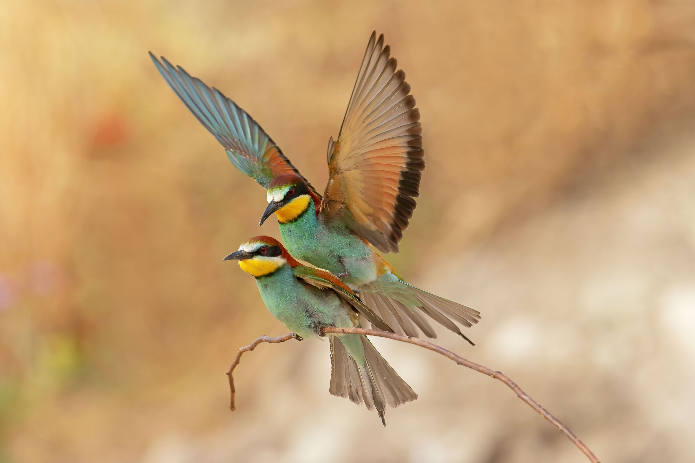 Pairing Bee-eaters