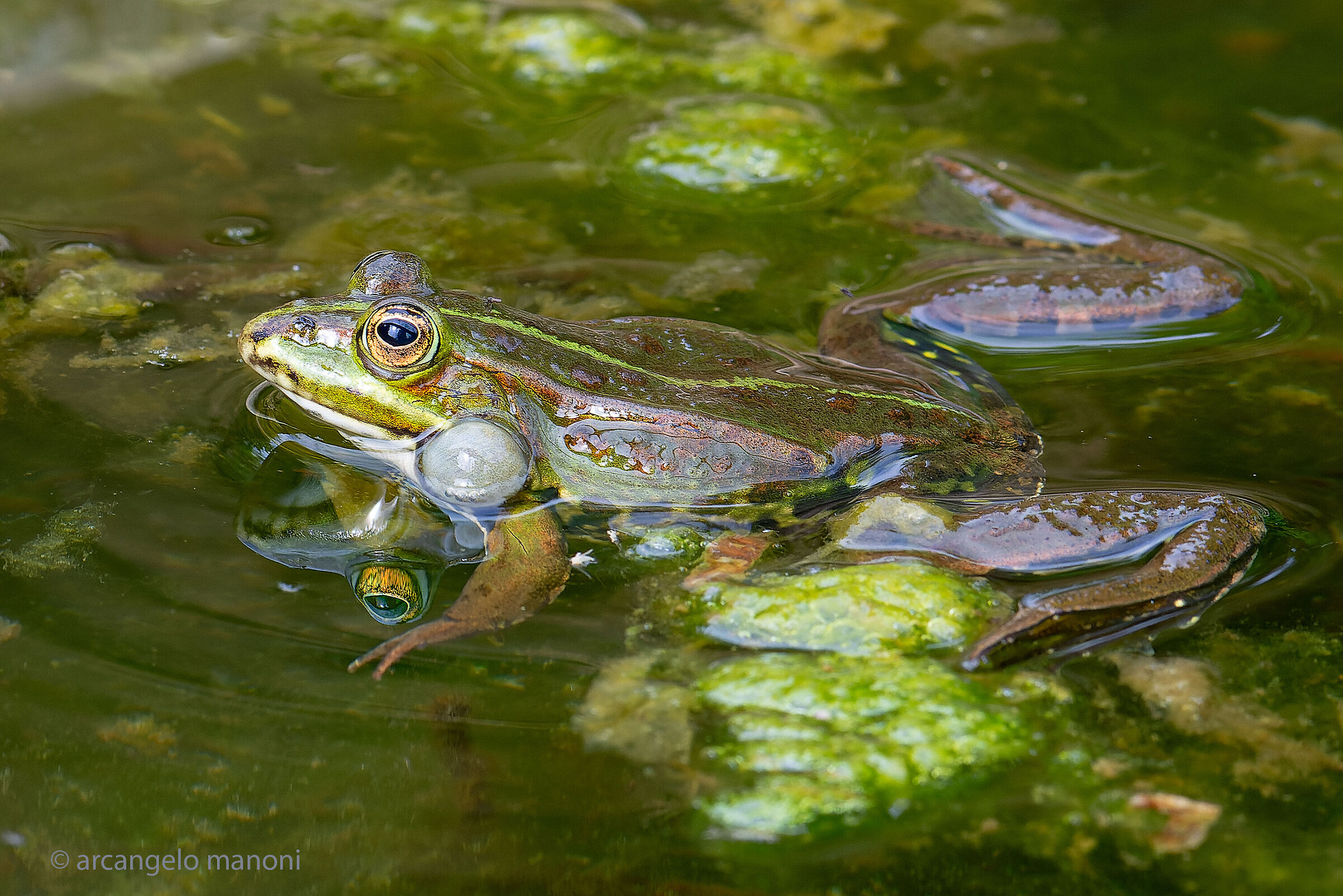 La rana e il terzo occhio