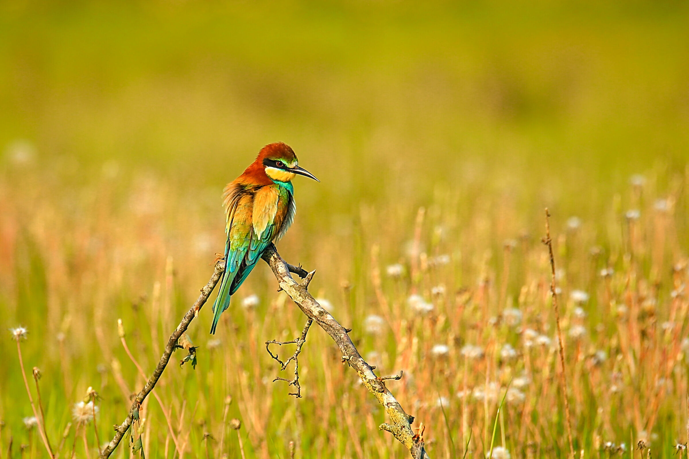 Bee-eater