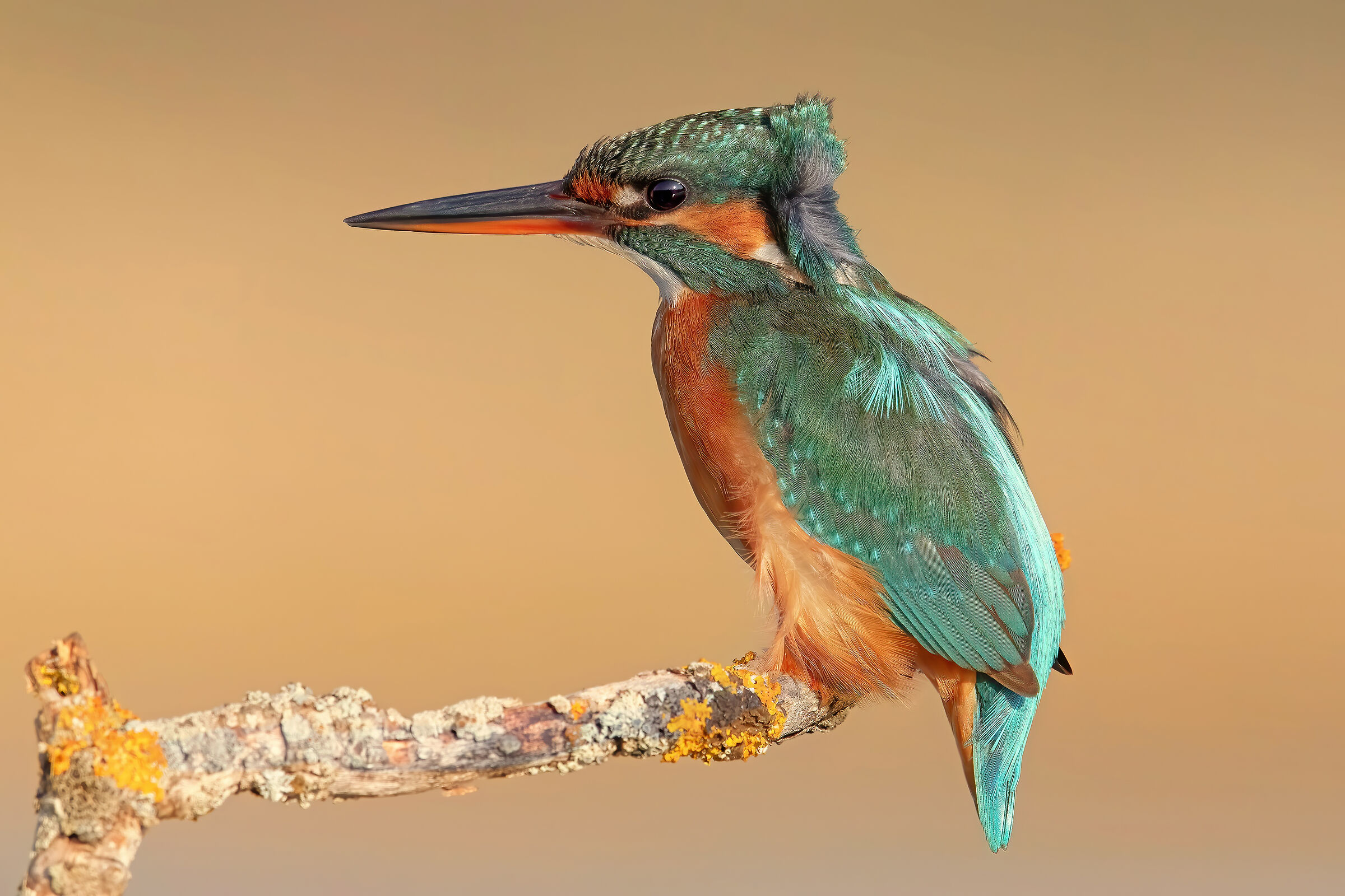 Kingfisher