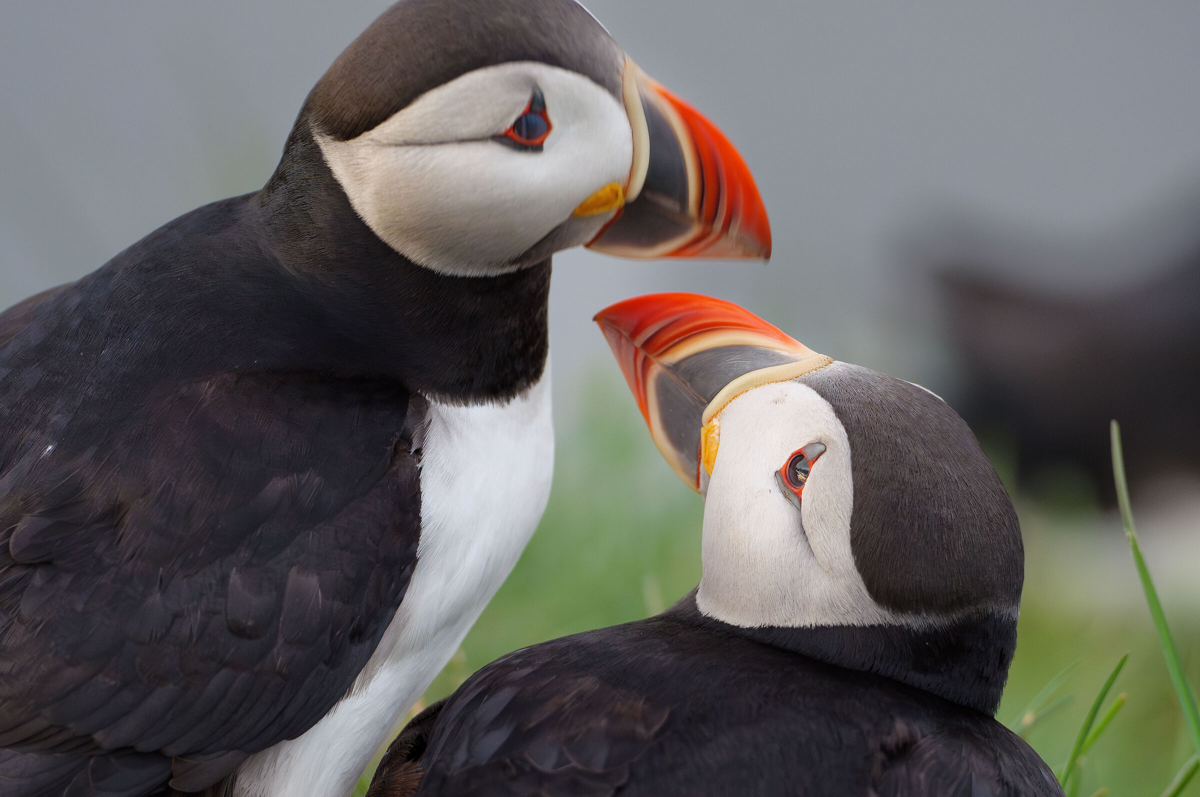 Gli sguardi di una coppia per la vita.