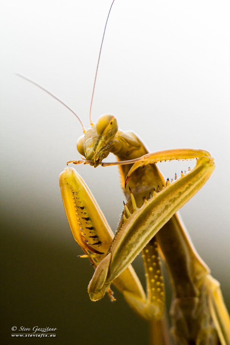 Mantis threatening