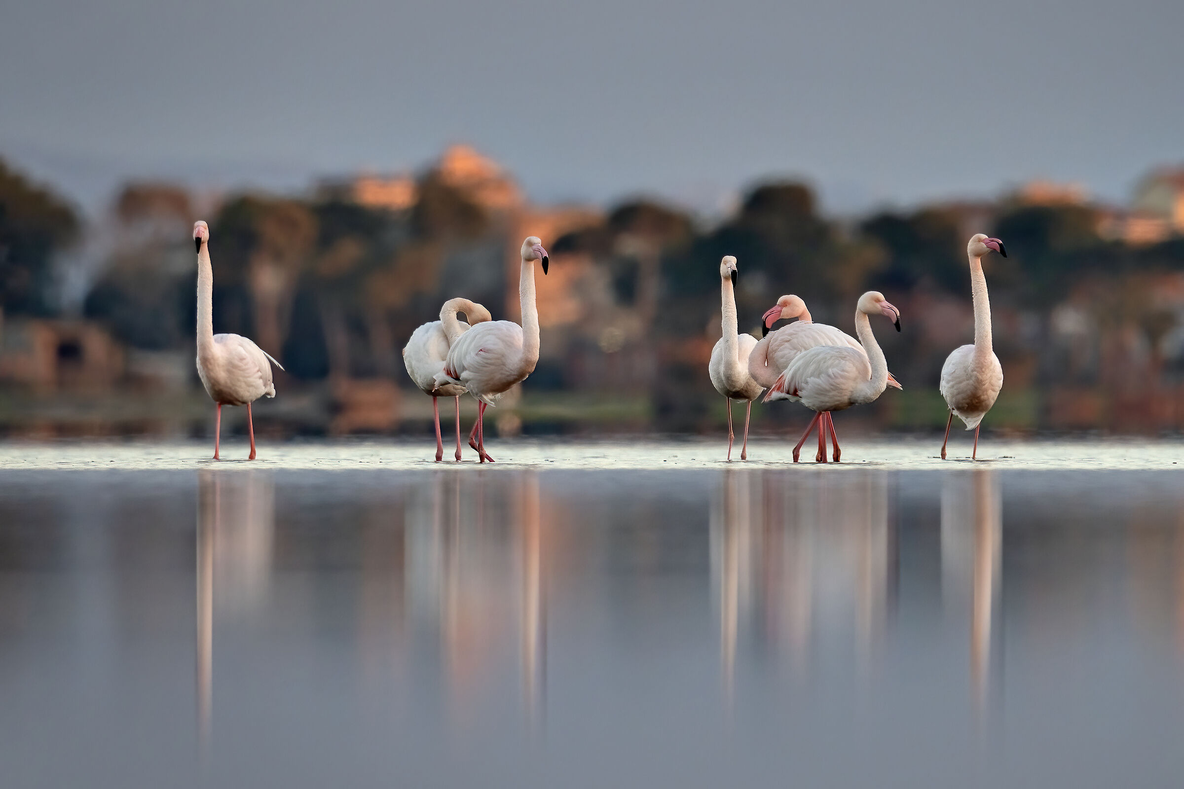 Flamingoes