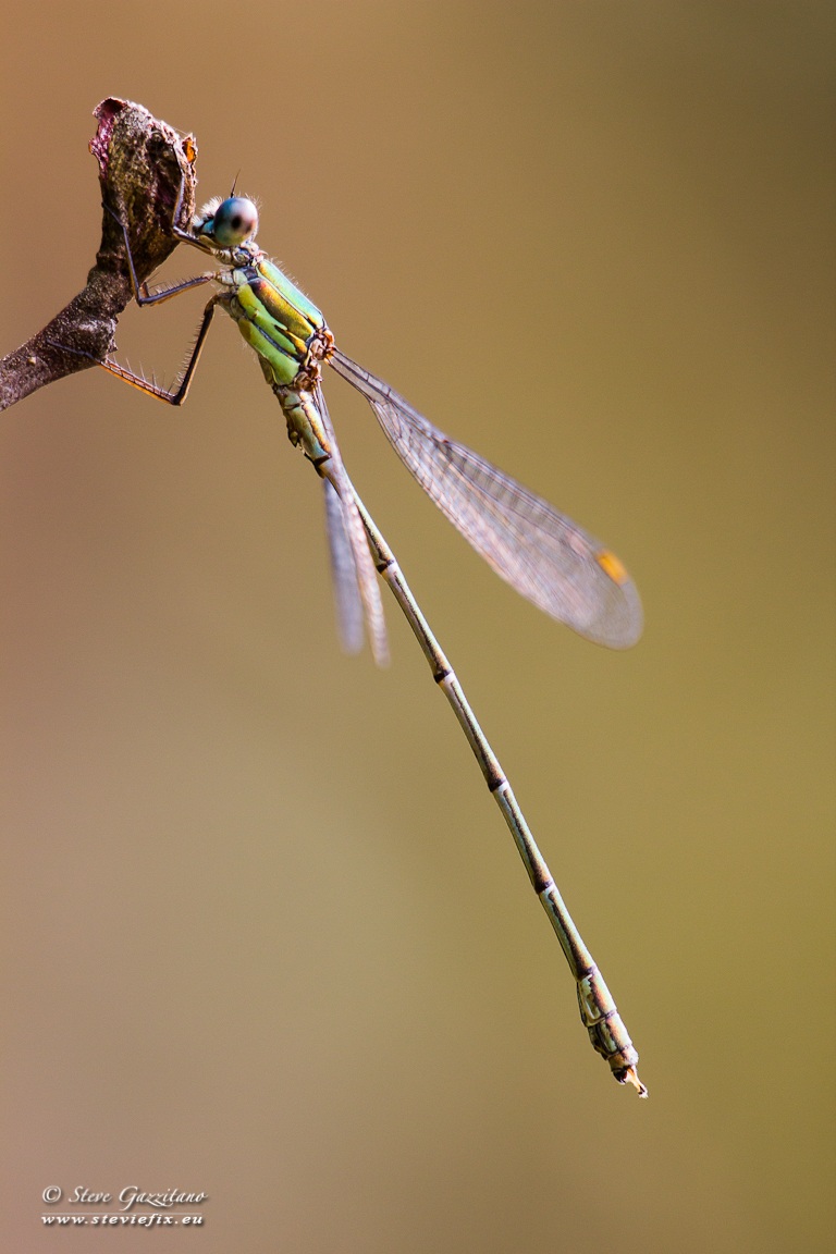Dragonfly