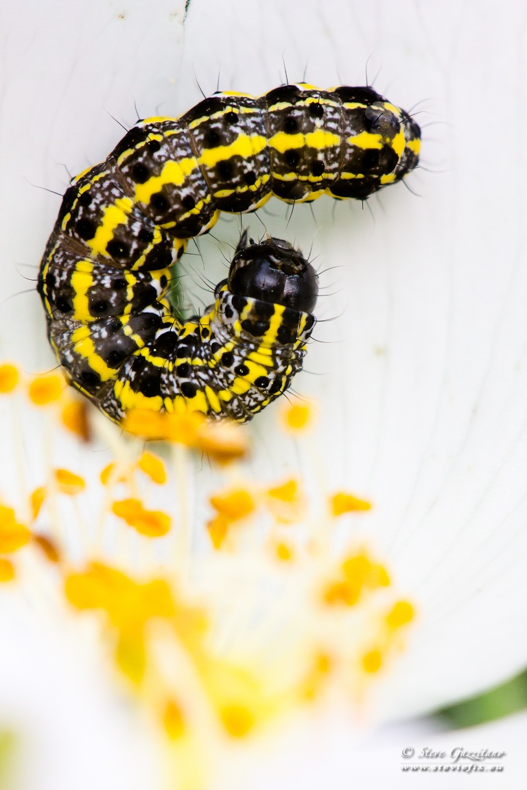 Caterpillar on white flower