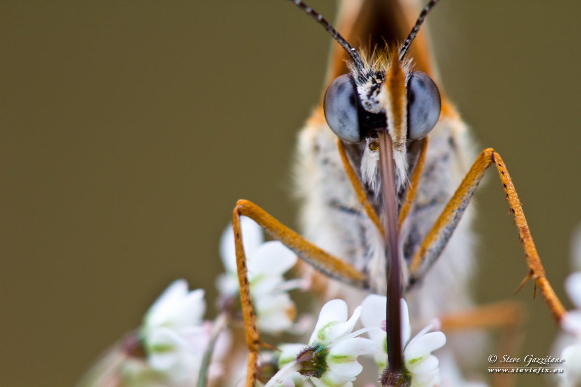 Butterfly lunch time