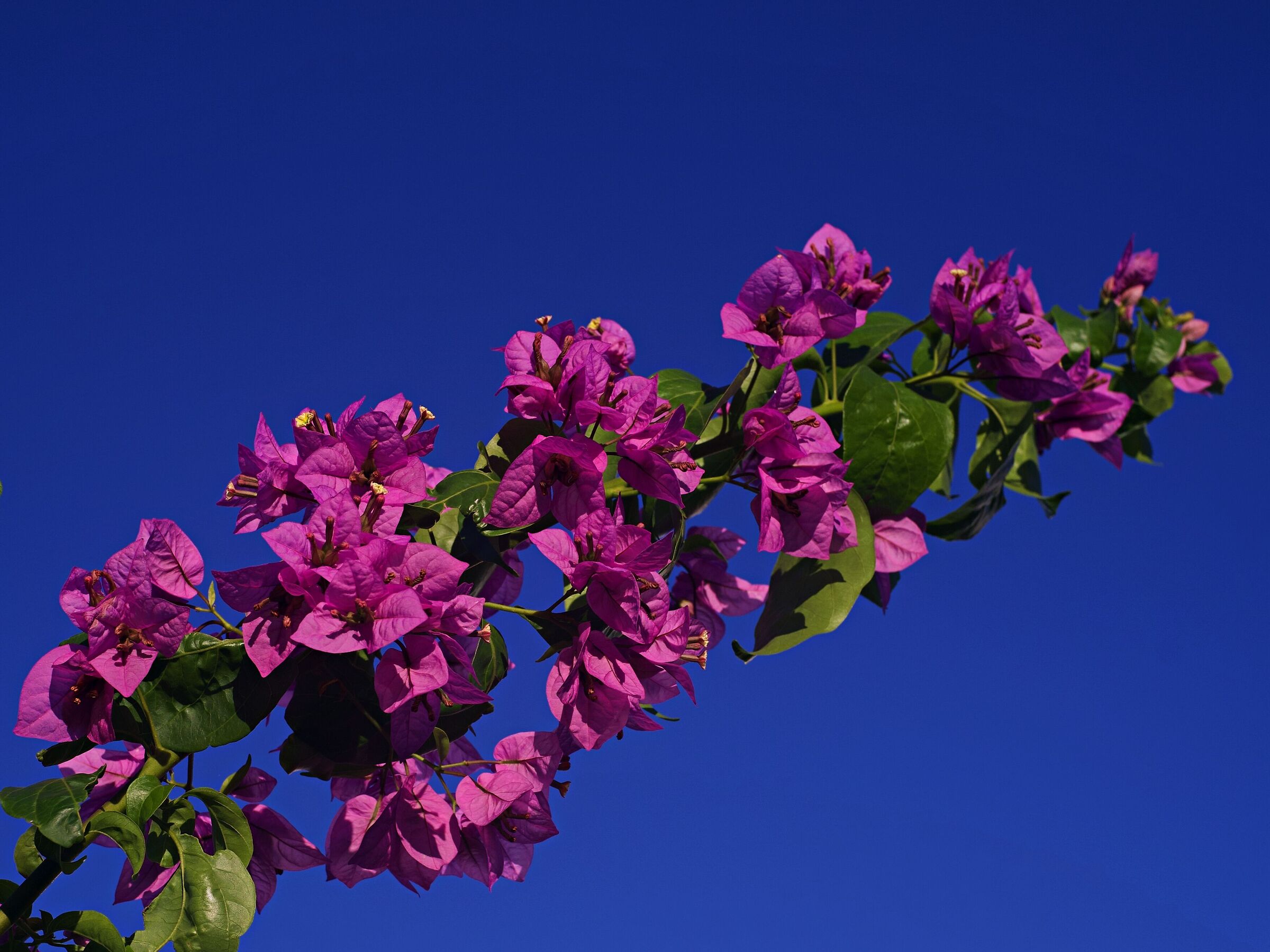 Bougainvillea nel blu