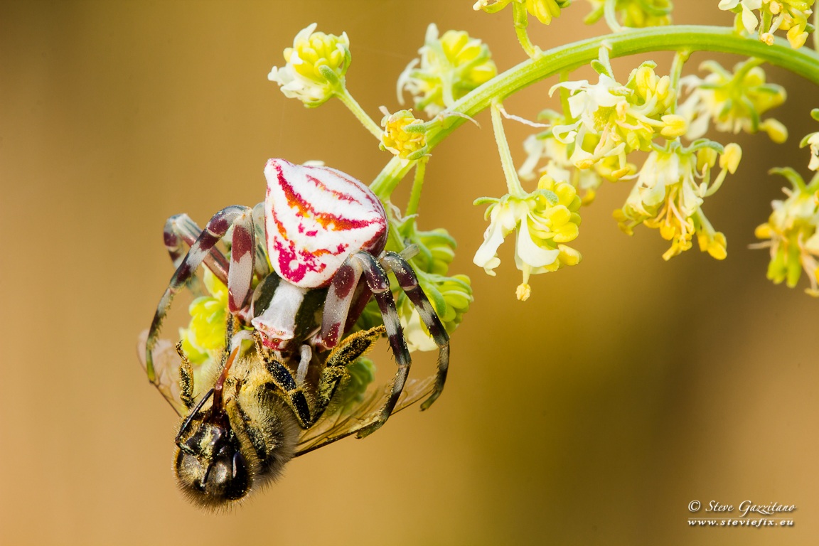 Crab Spider with prey