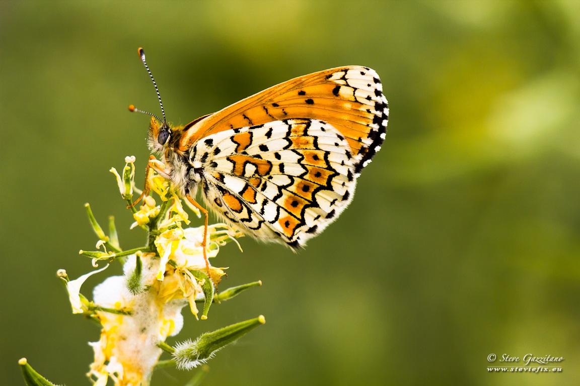 Common butterfly