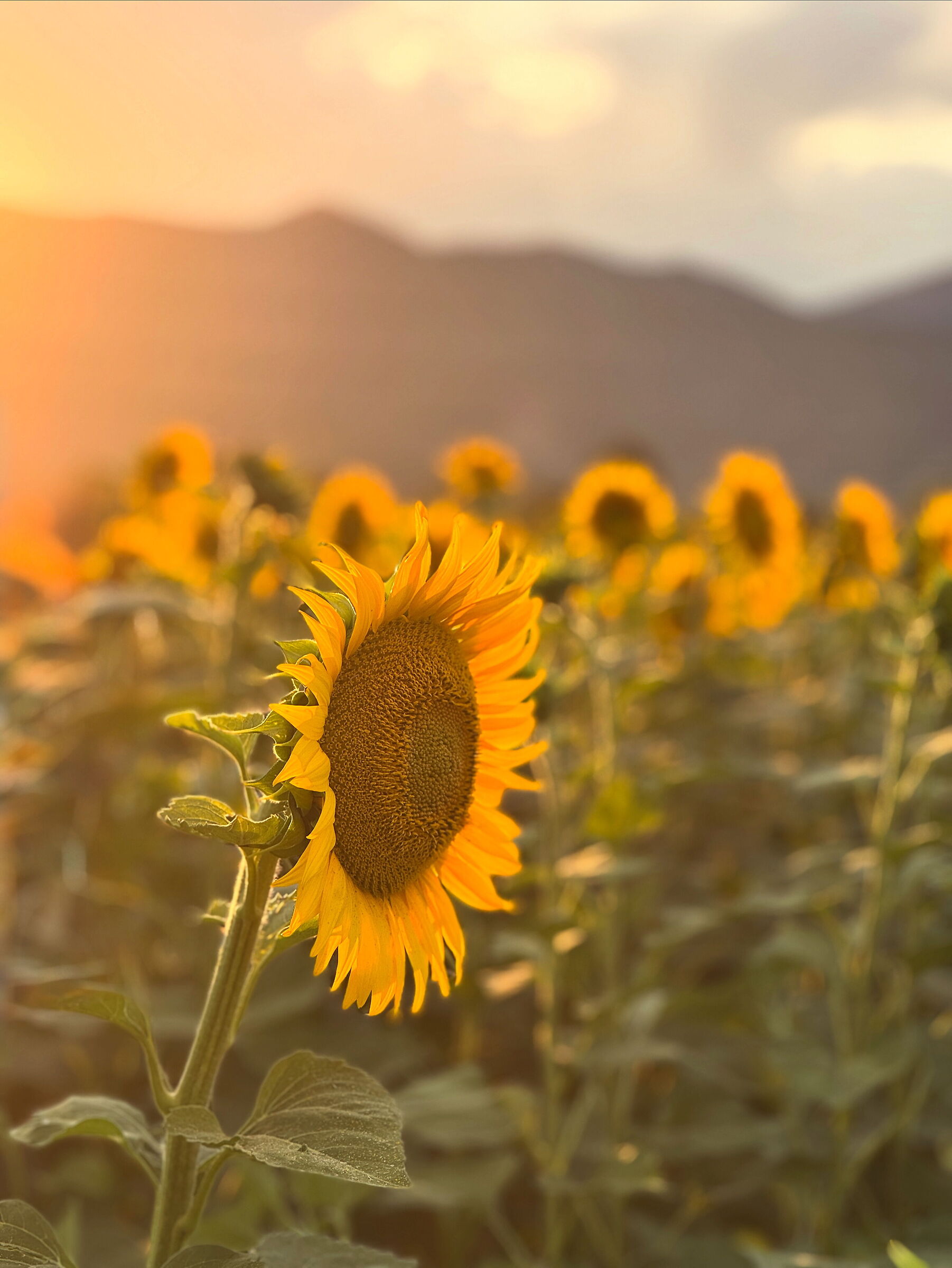 Sunflower