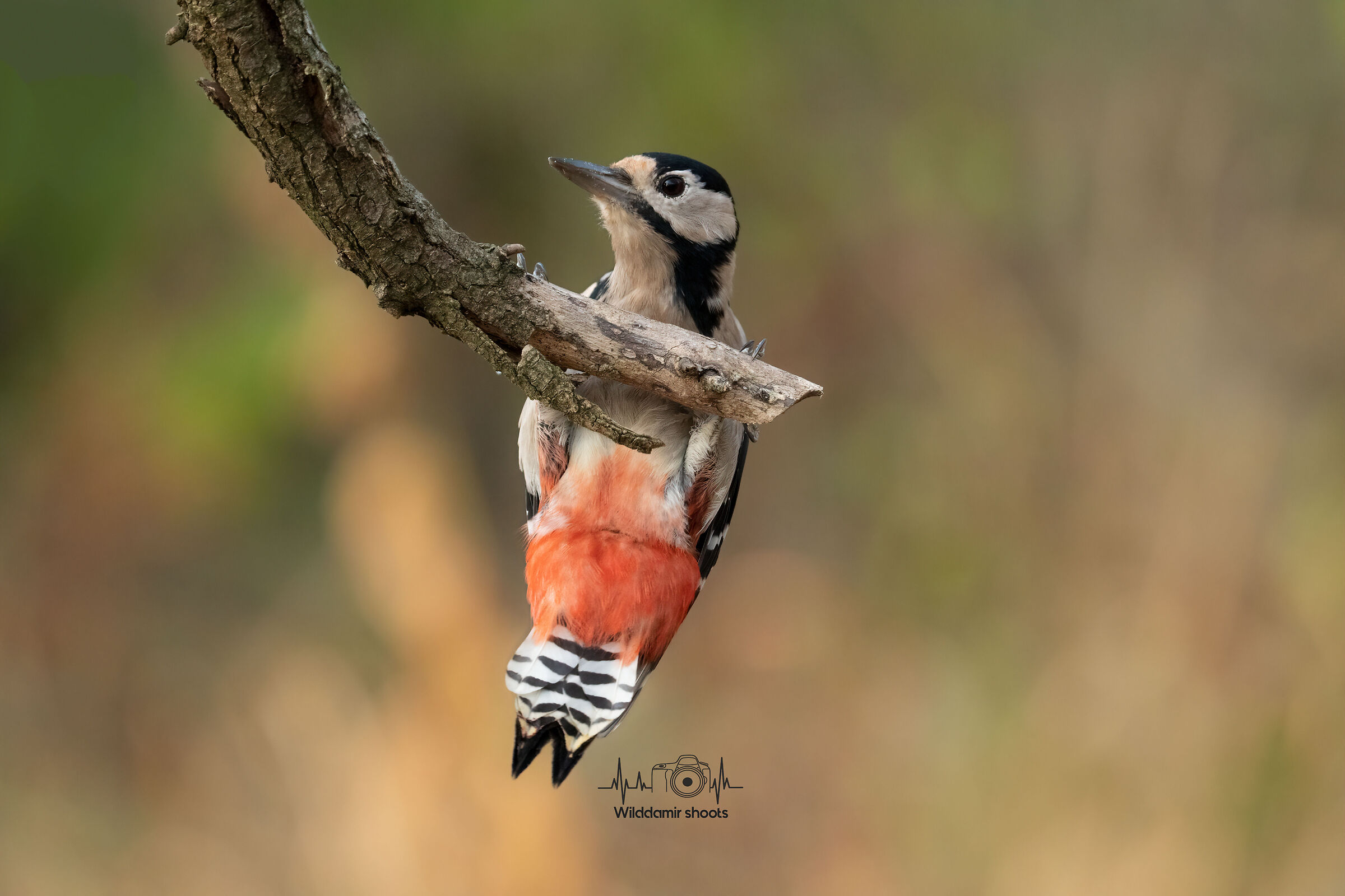 Great Spotted Woodpecker