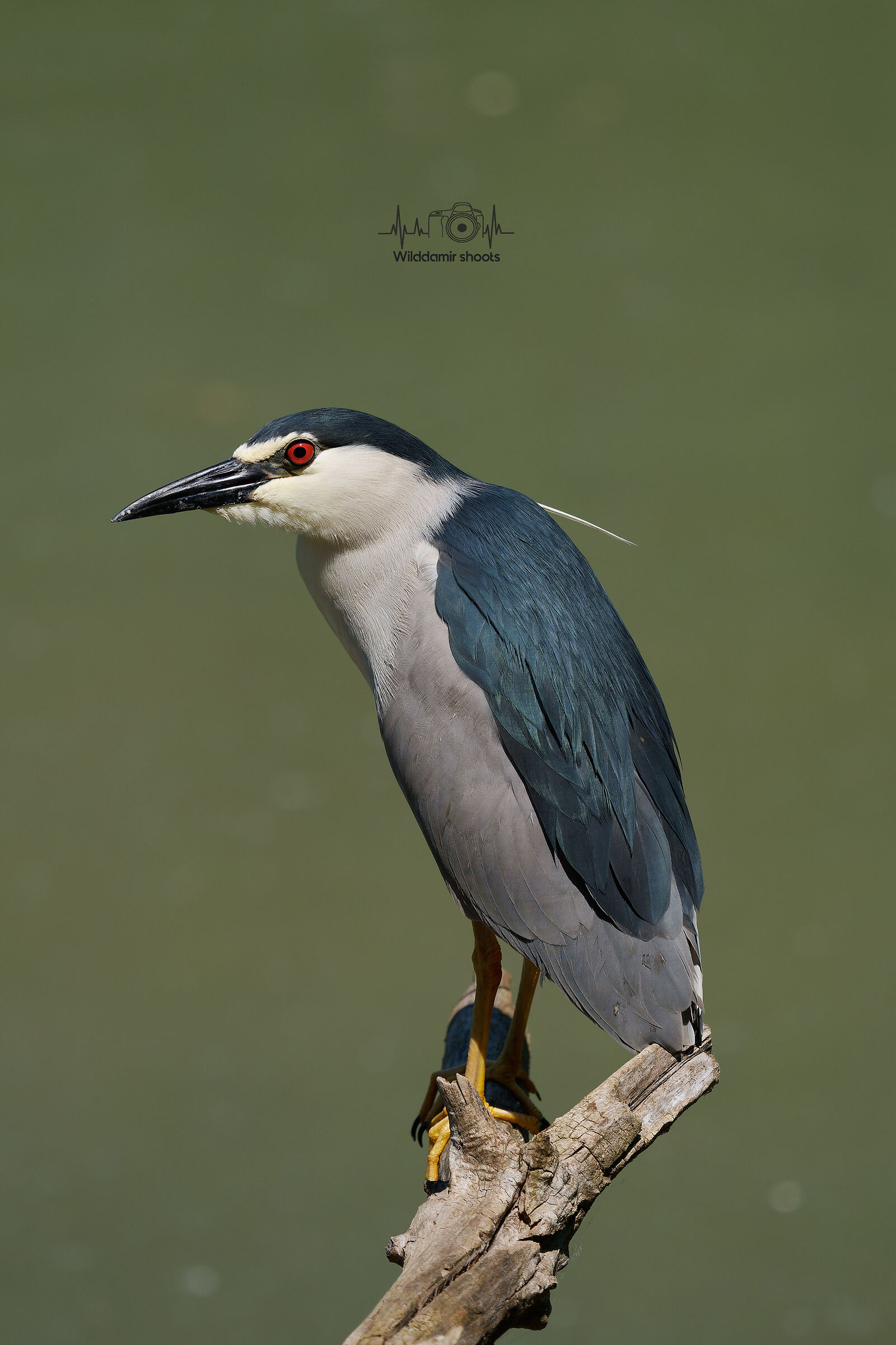 Night Heron