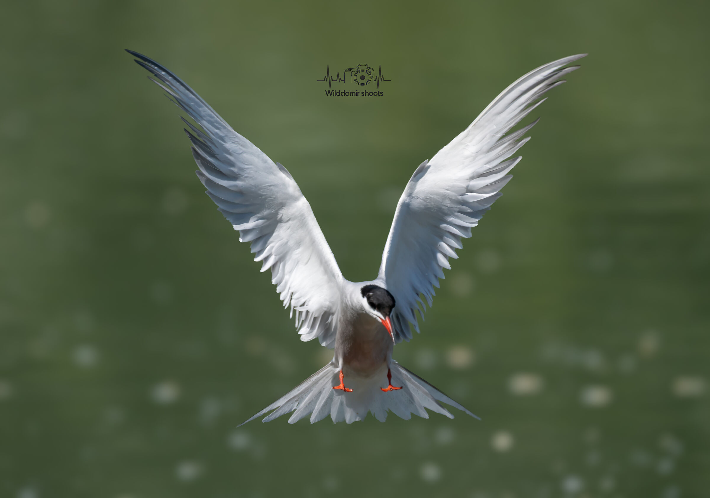 Tern