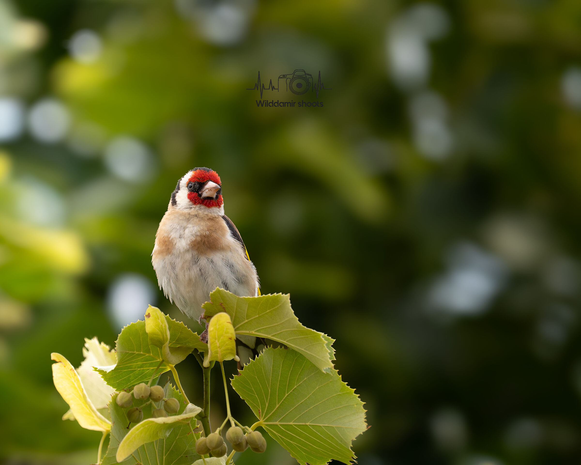 Goldfinch