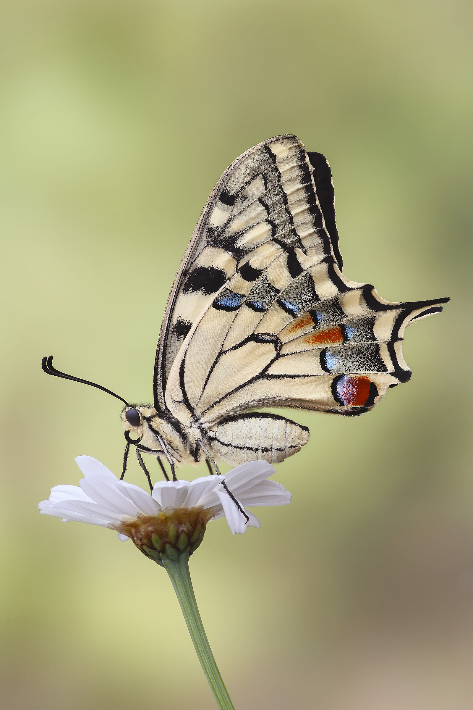 Swallowtail