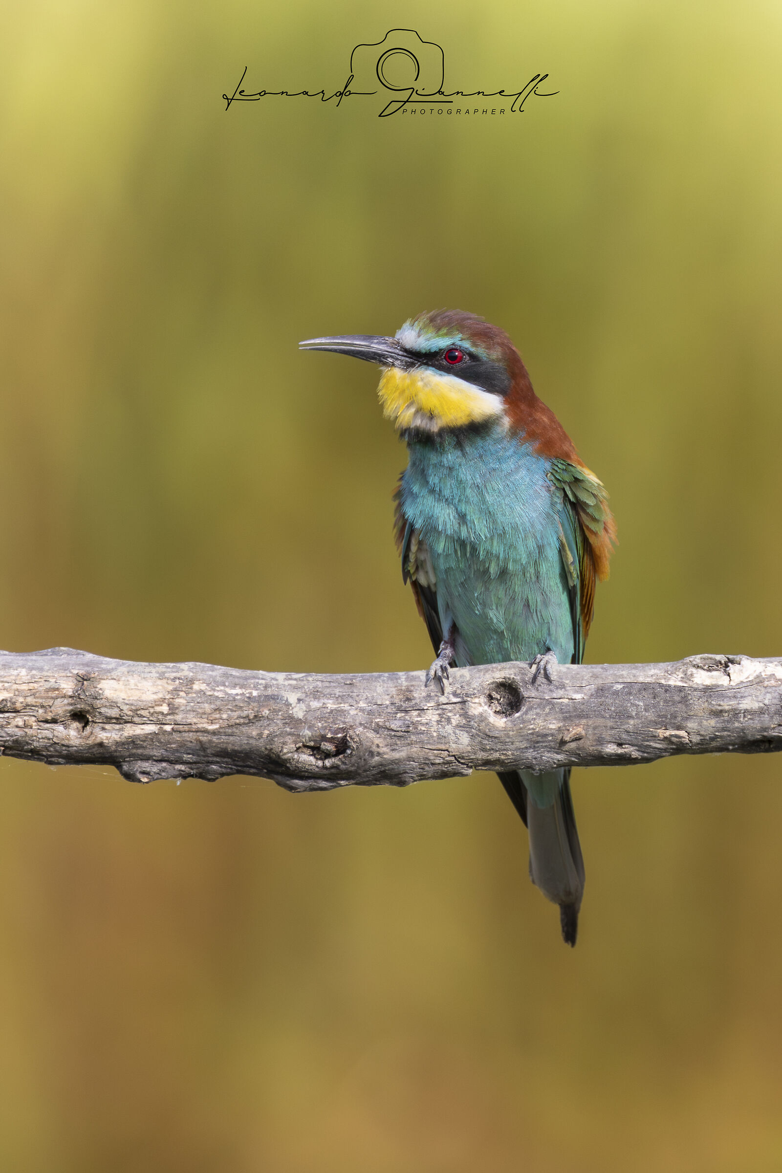 Bee-eater (Merops apiaster)