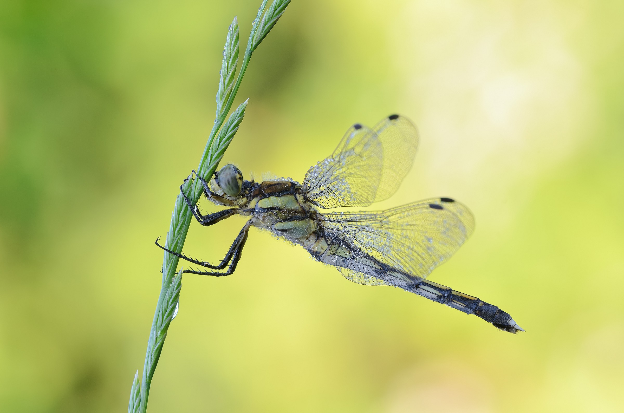 Orthetrum albystilum