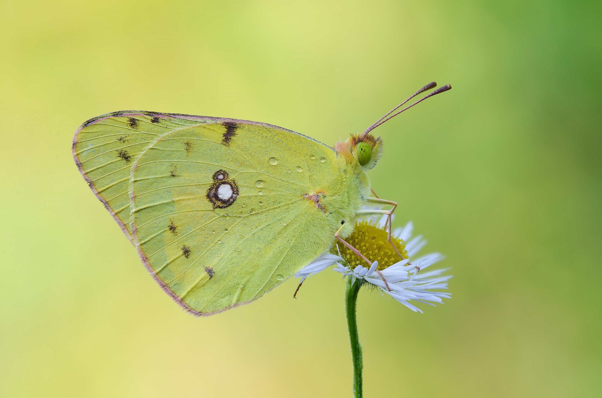 Colias crocea