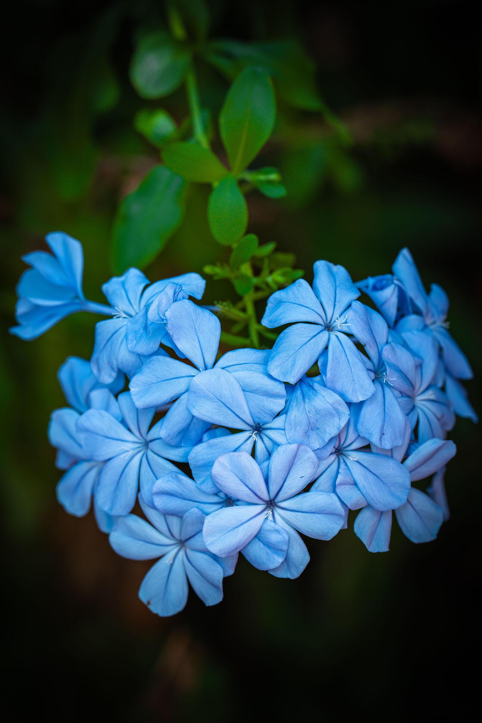 Fiori