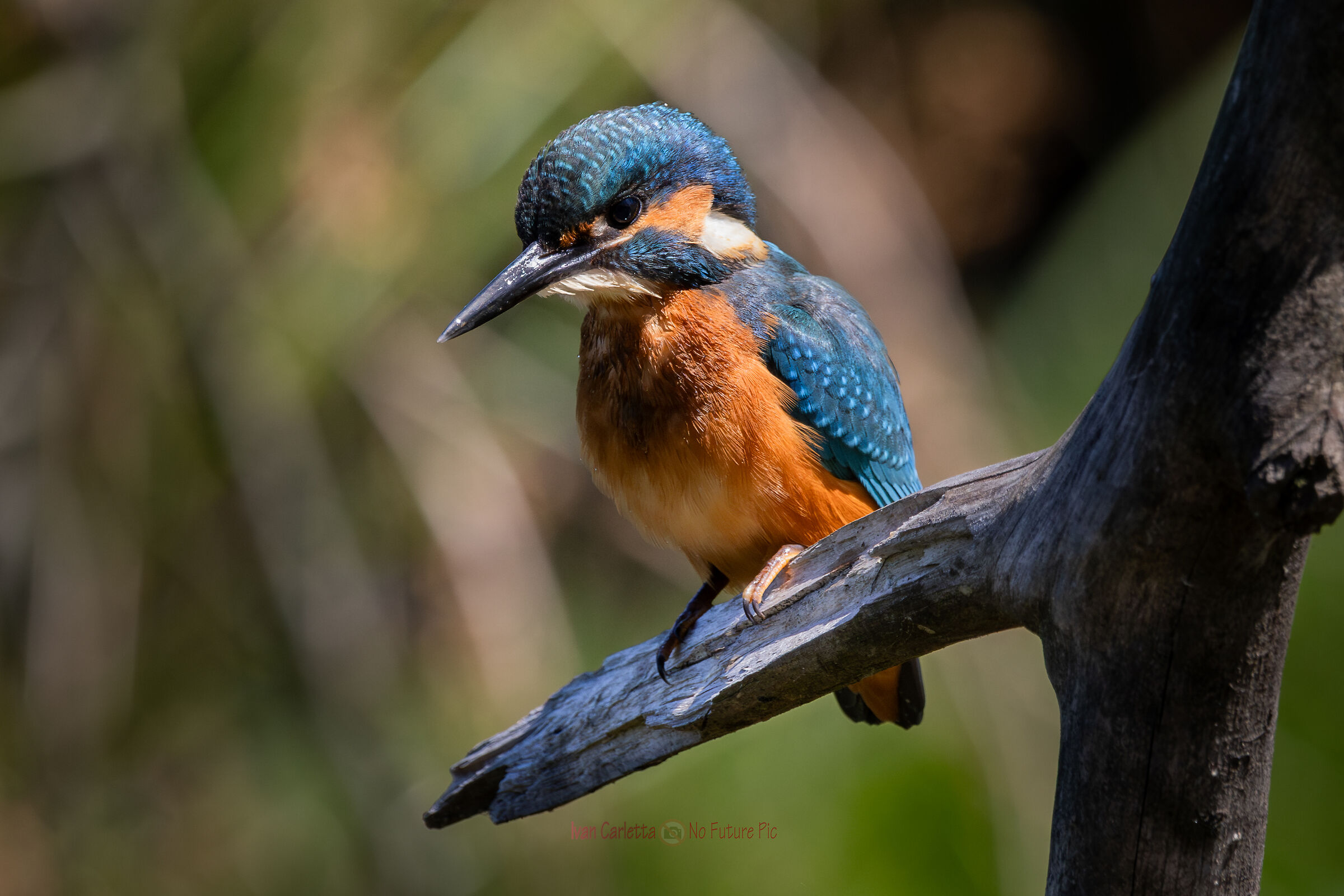 martino in cerca della preda