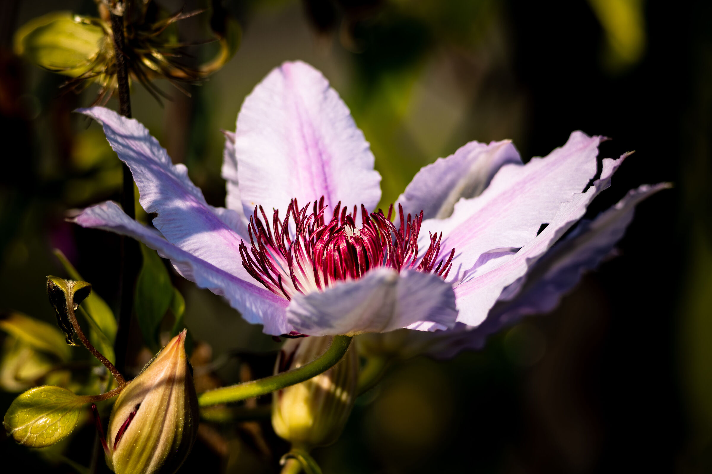 Timido e fragile grande fiore