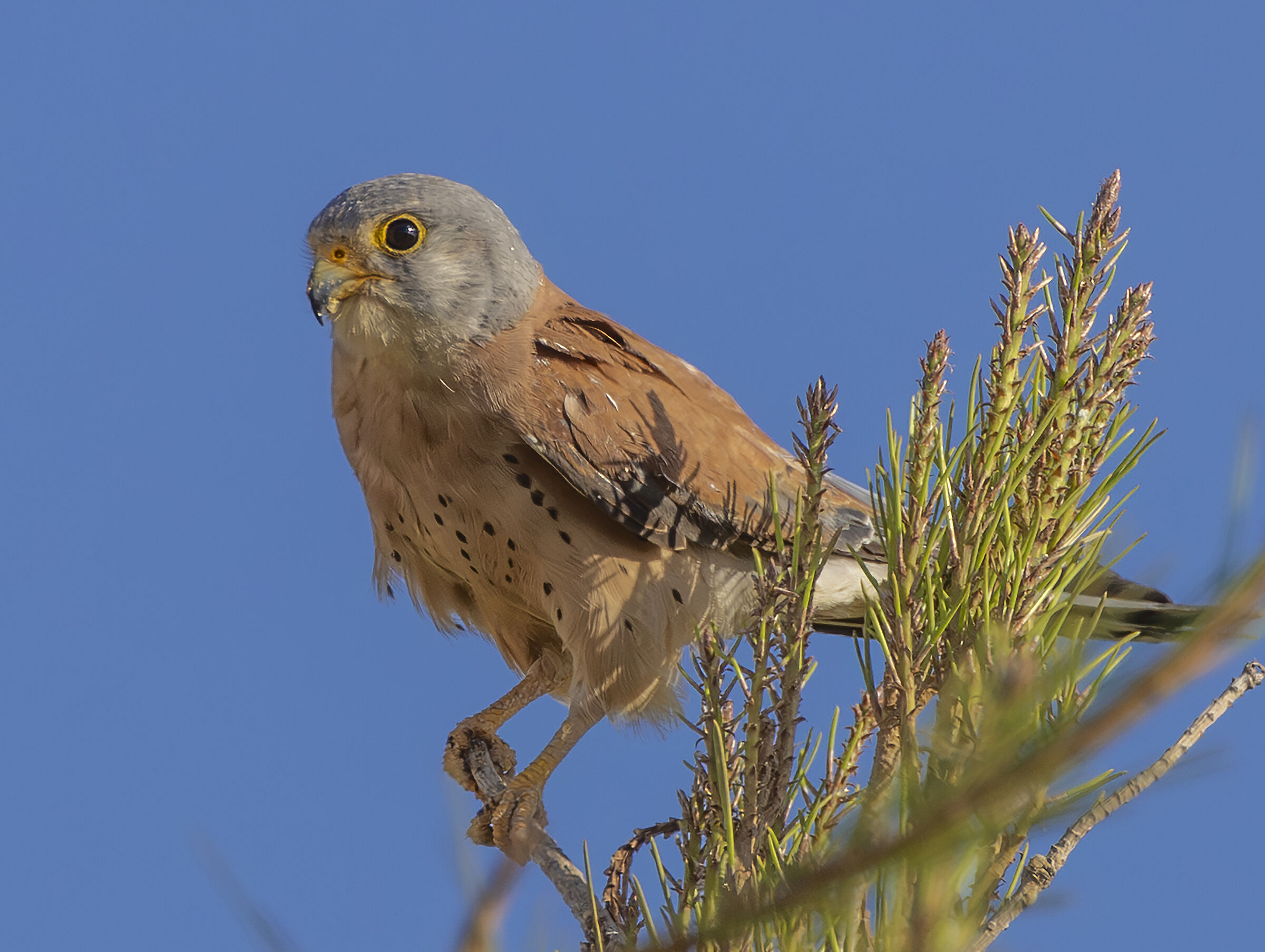 lesser kestrel (grillaio)
