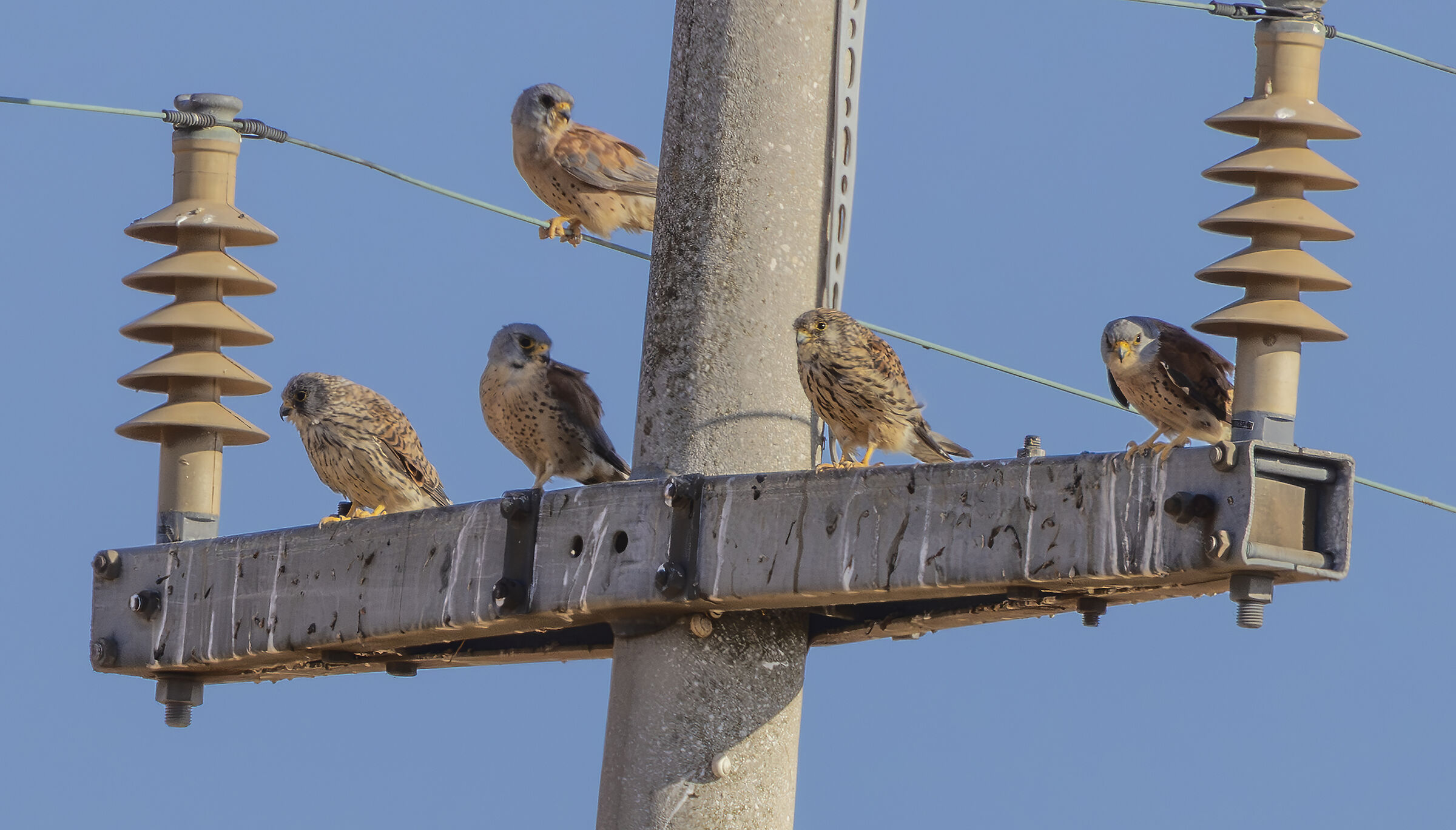 kestrels and lesser kestrels