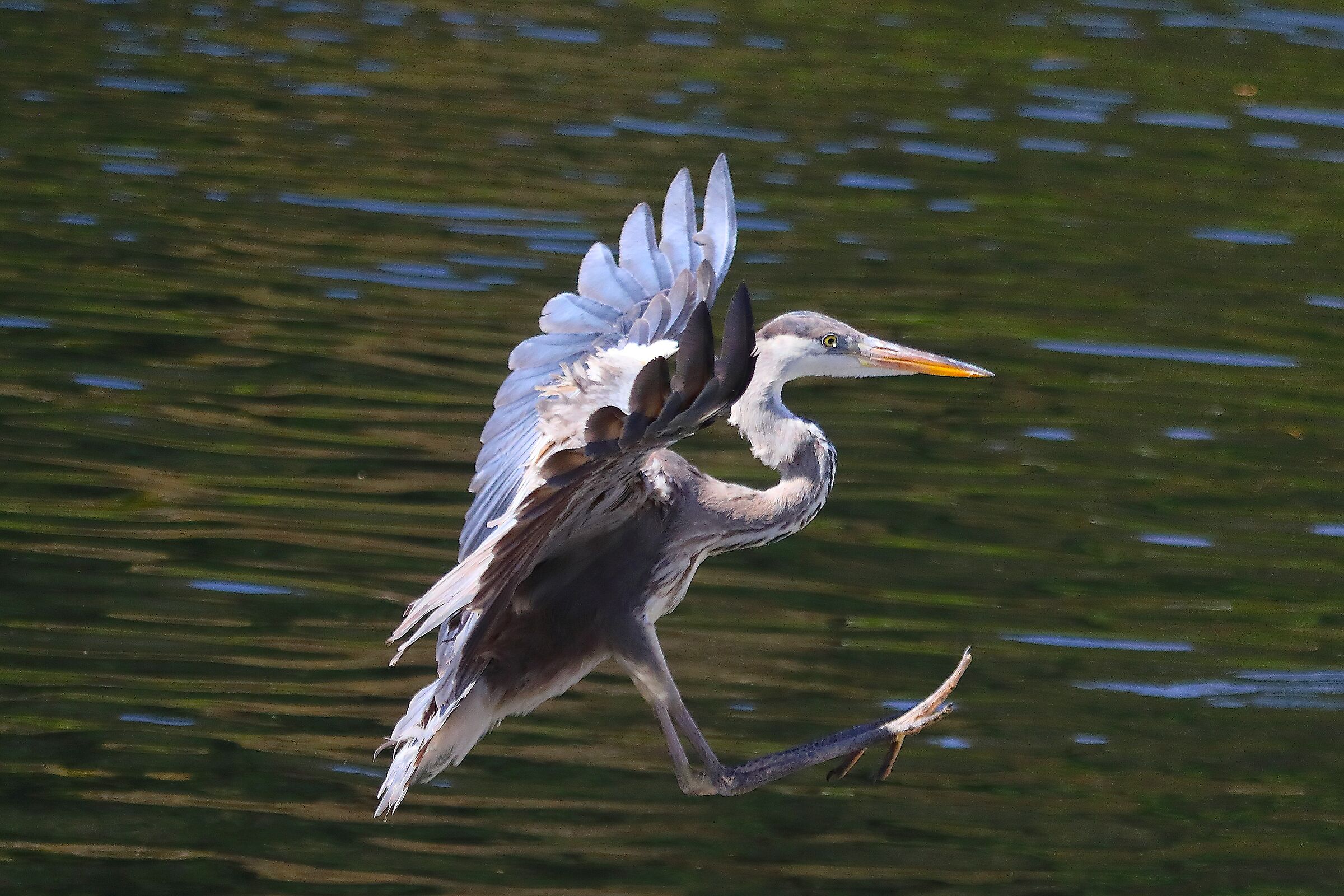 Cenerino 27 marzo 2025 - 0142