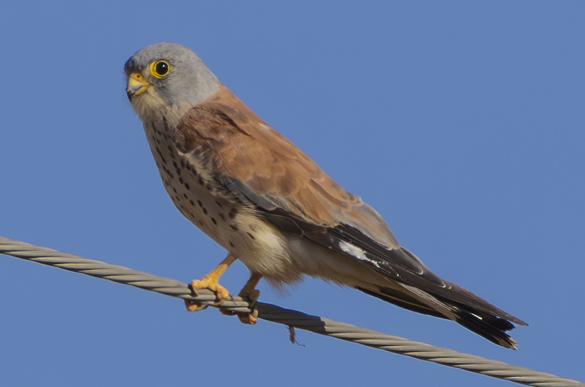 lesser kestrel