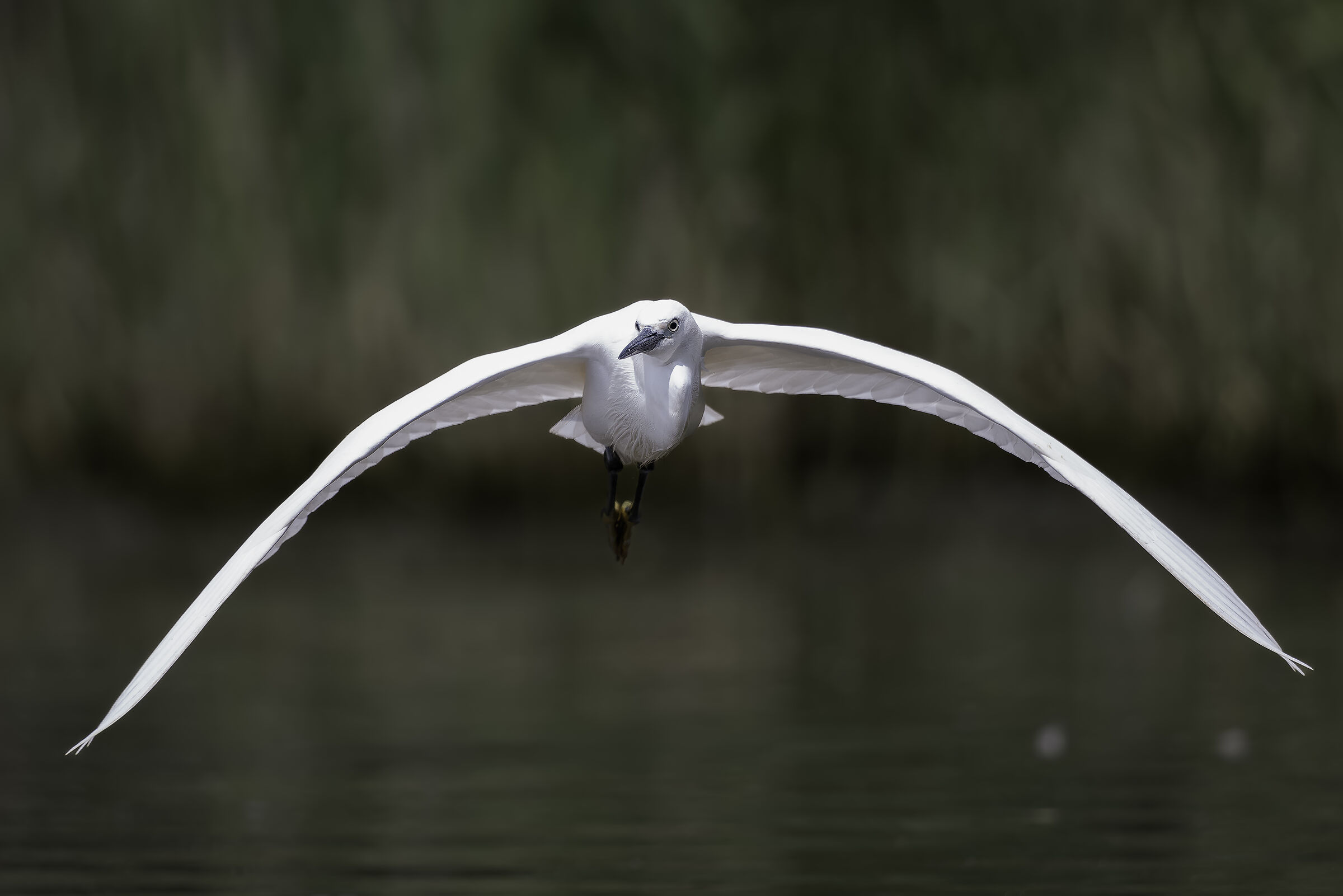 Egretta garzetta