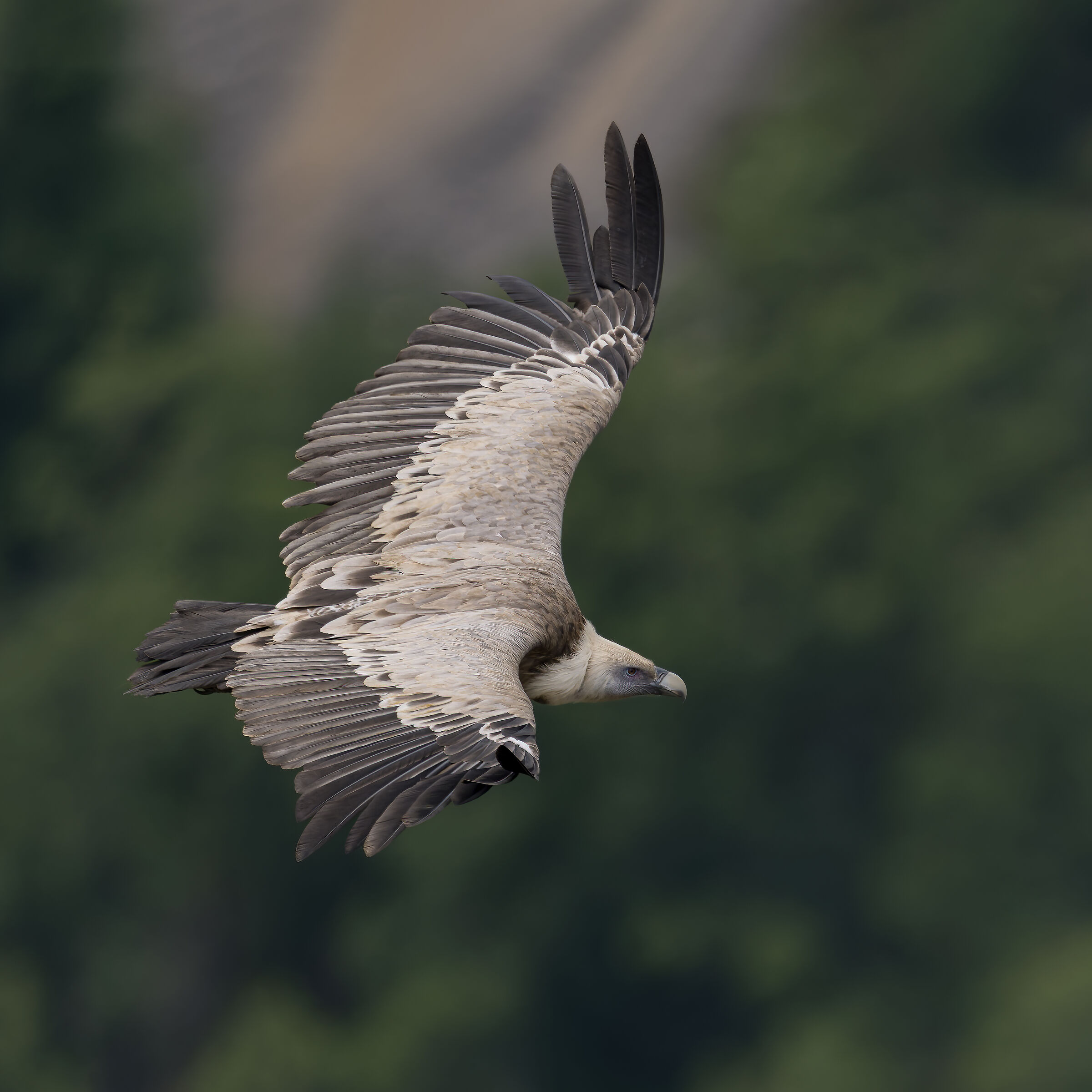 Griffin - Barronies Provencal